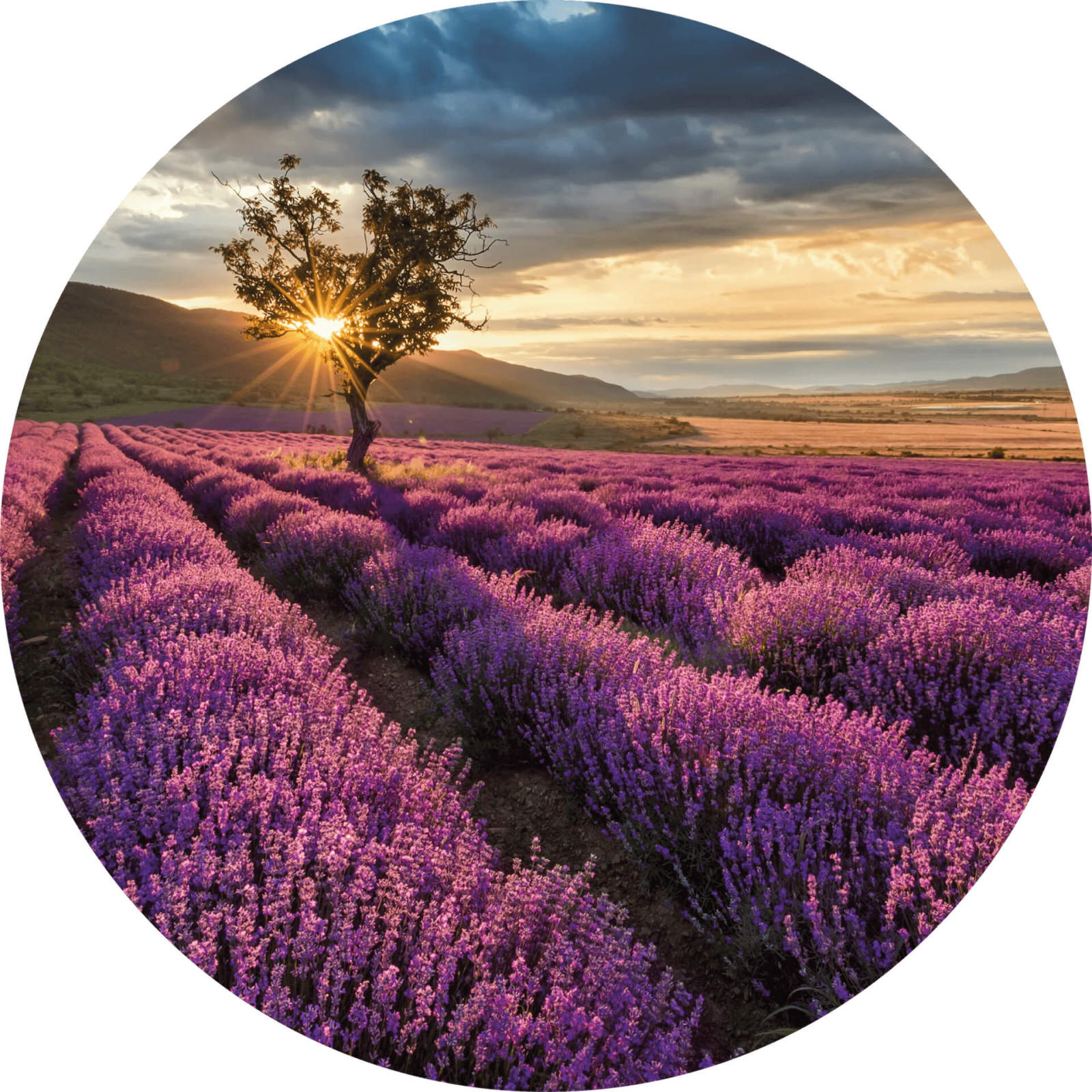 Fototapete DESIGNWALLS 2.0 - lila-gelb - Lavendel - 1,4 Meter
