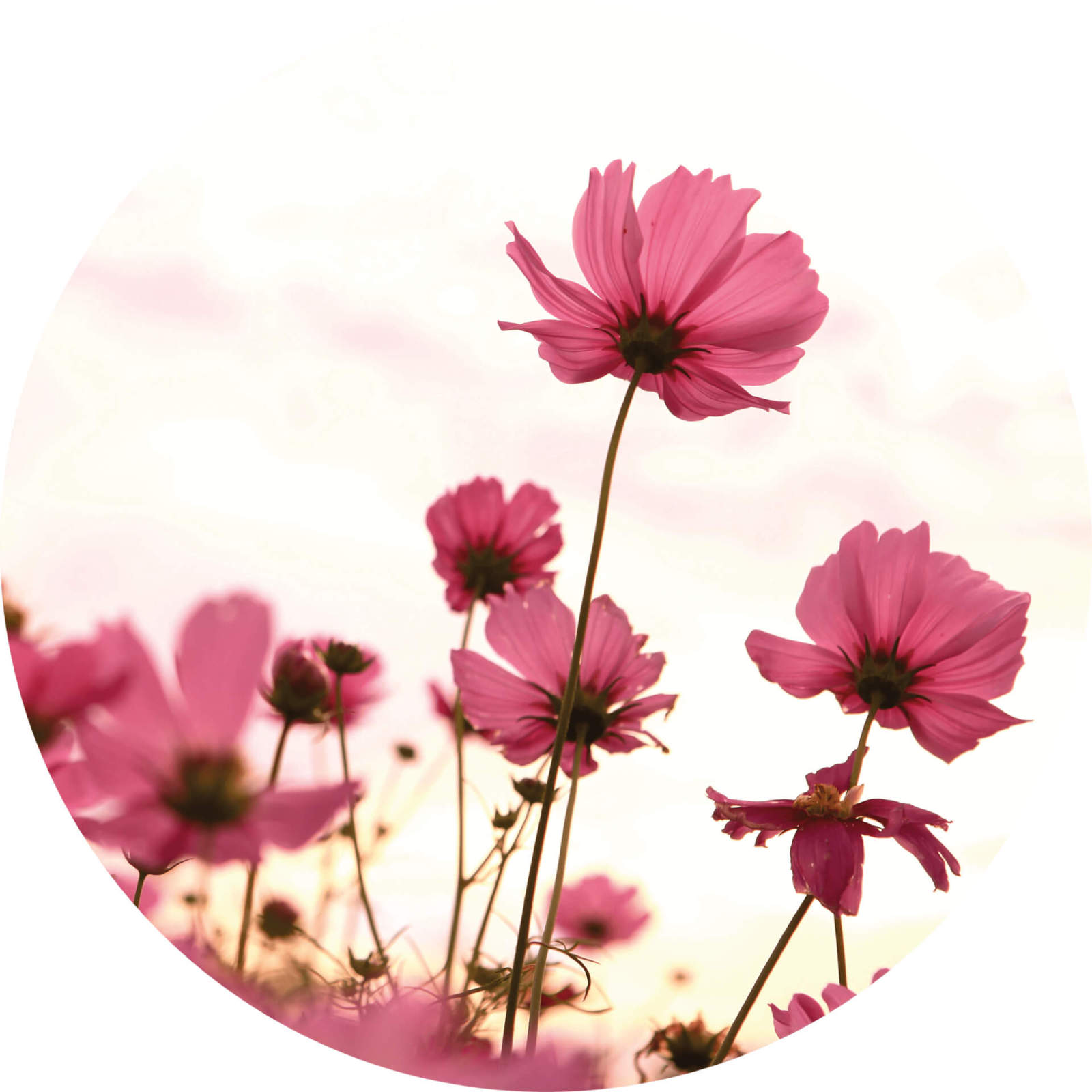 Fototapete DESIGNWALLS 2.0 - rosa-grün - Blumen - 1,4 Meter