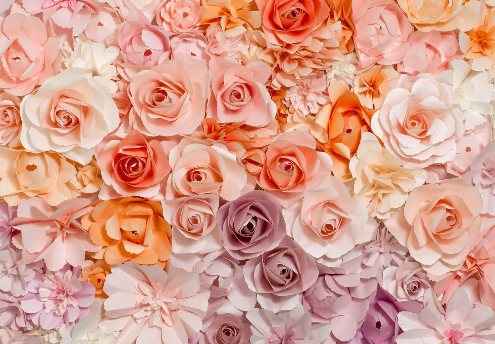 Fototapete DESIGNWALLS 2.0 - rosa-weiß - Rosen - 2,5 Meter