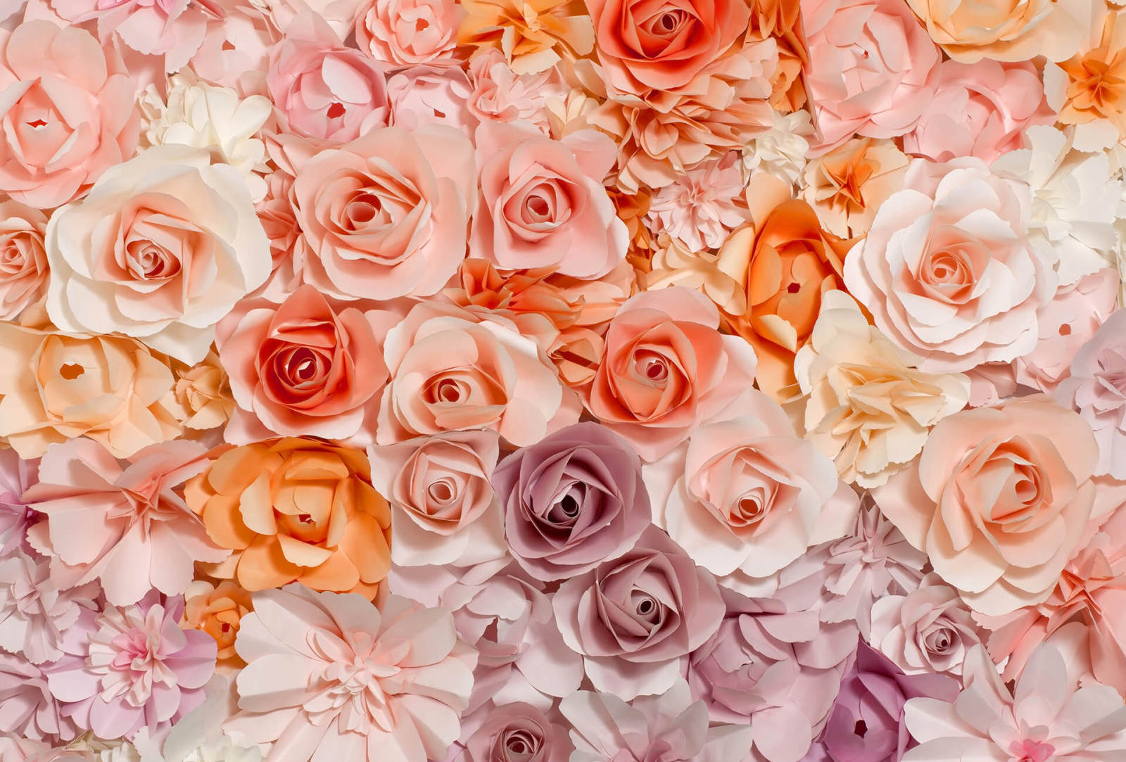 Fototapete DESIGNWALLS 2.0 - rosa-weiß - Rosen - 2,6 Meter