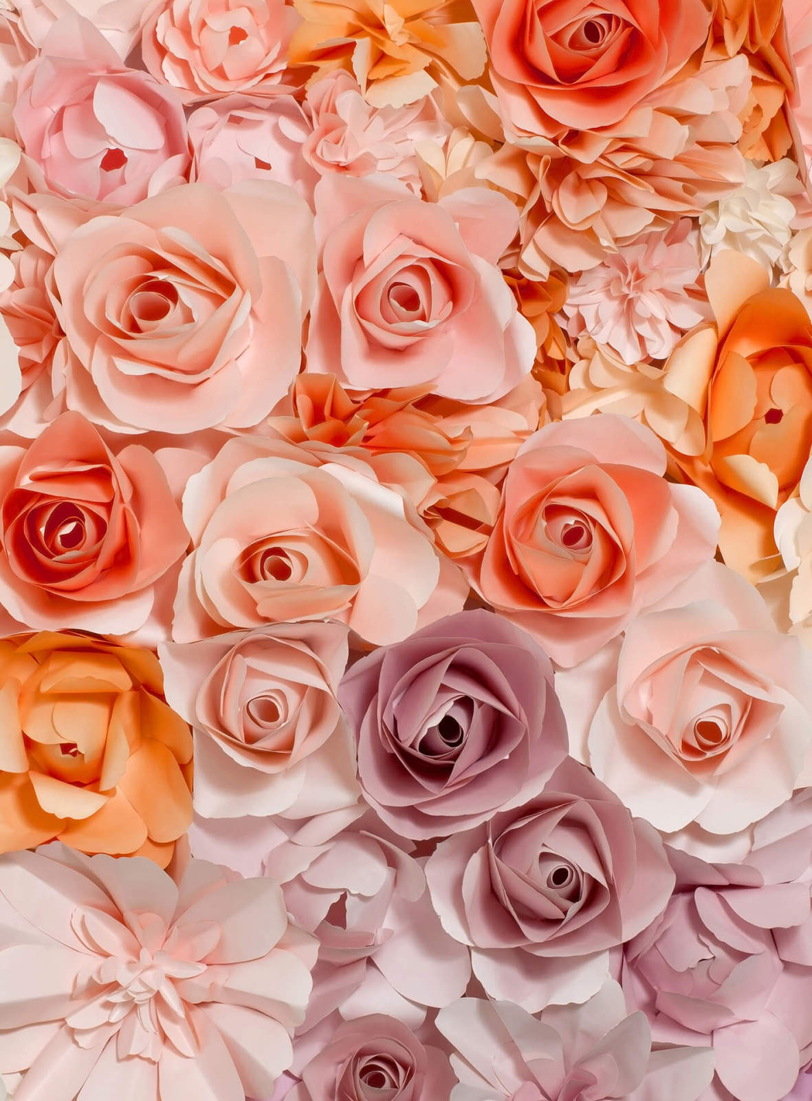 Fototapete DESIGNWALLS 2.0 - rosa-weiß - Rosen - 2,6 Meter