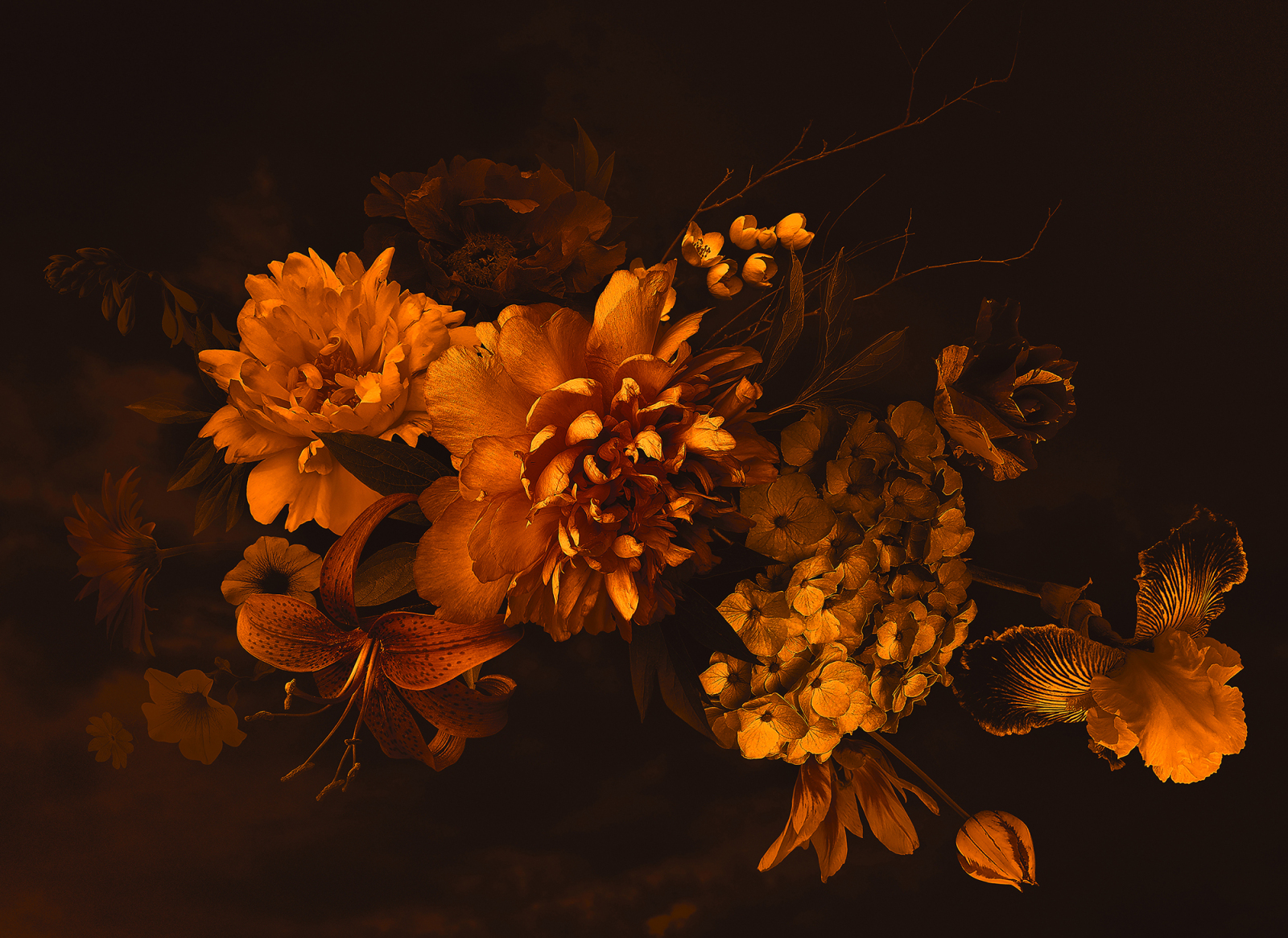Fototapete DESIGNWALLS - orange-schwarz - Blumen - 2,55 Meter