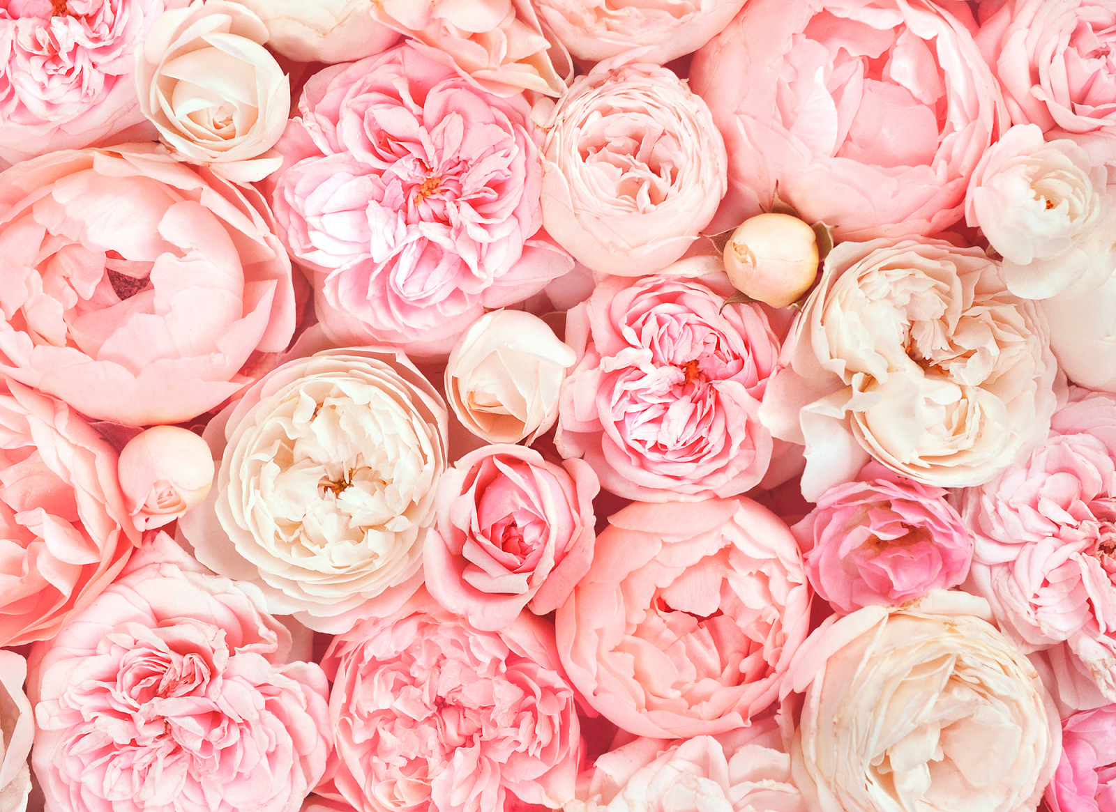 Fototapete DESIGNWALLS - rosa-weiß - Blumen - 2,55 Meter