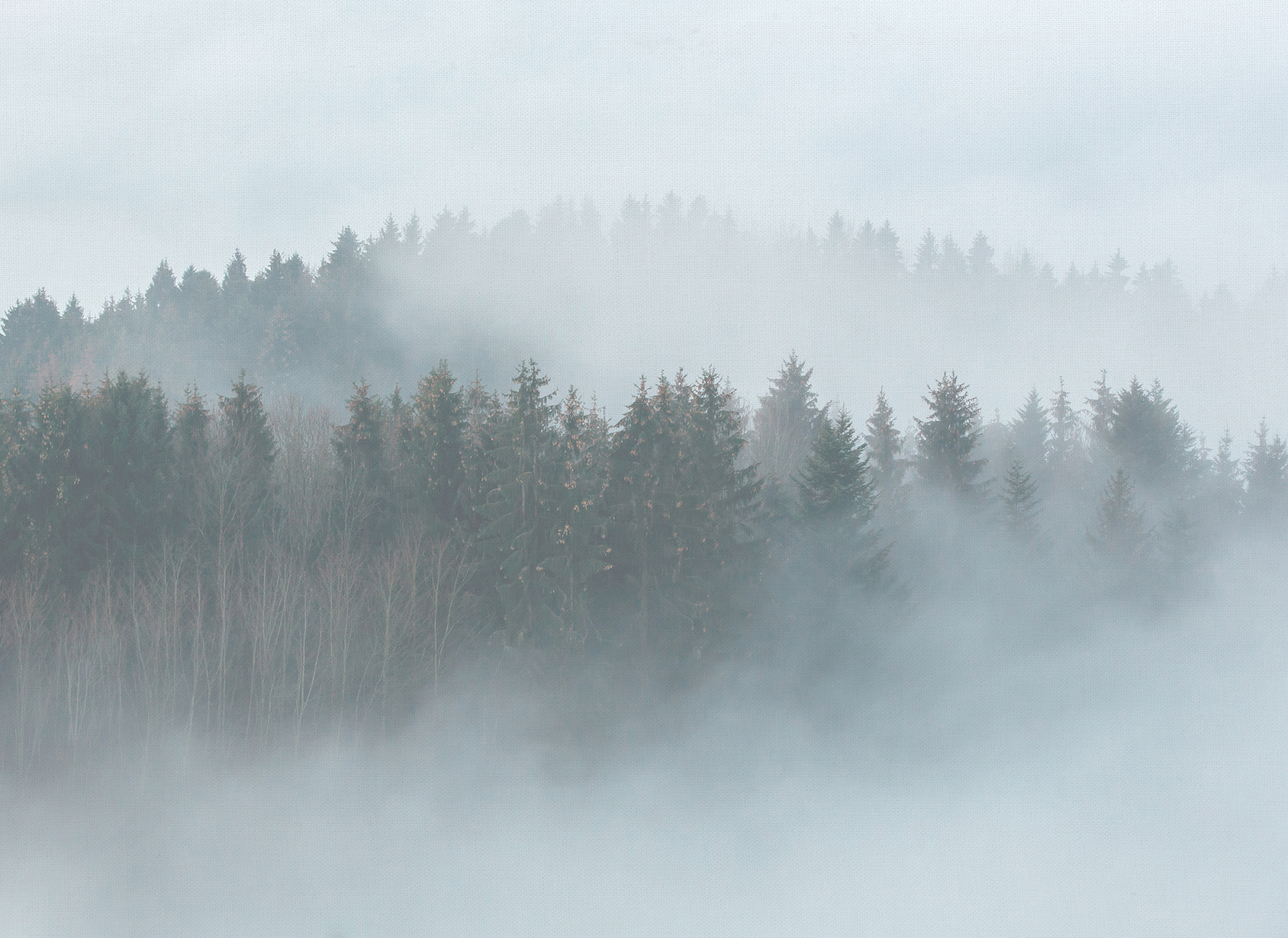 Fototapete DESIGNWALLS - Wald - weiß-grün - 2,55 Meter