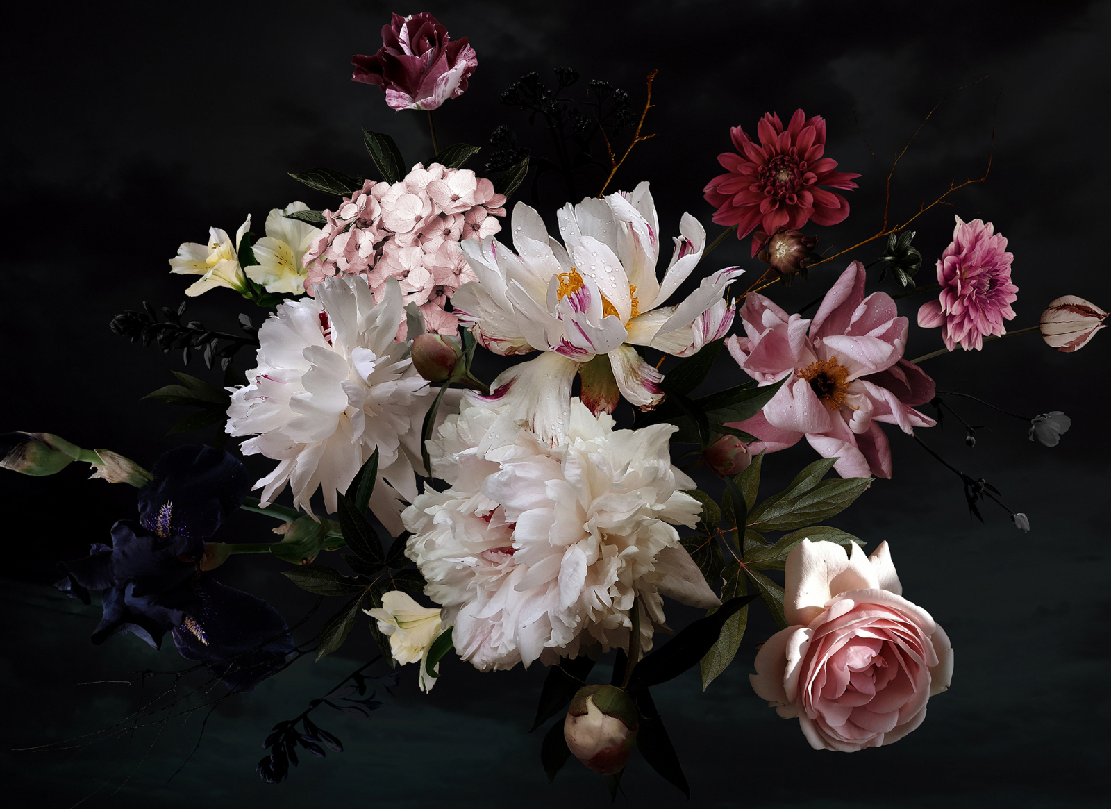 Fototapete DESIGNWALLS - weiß-rosa-vanille - Blumen - 2,55 Meter