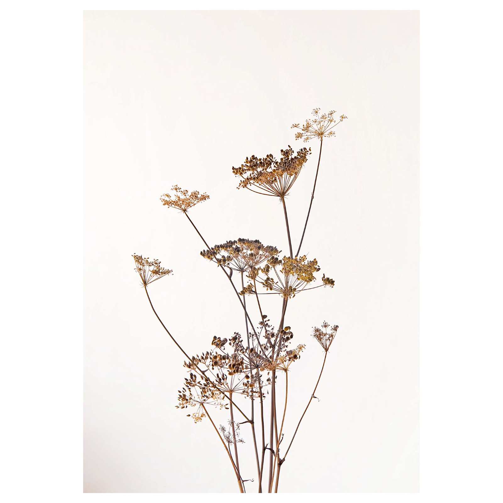 Gerahmtes Bild FASHION FLOWER - 50x70 cm