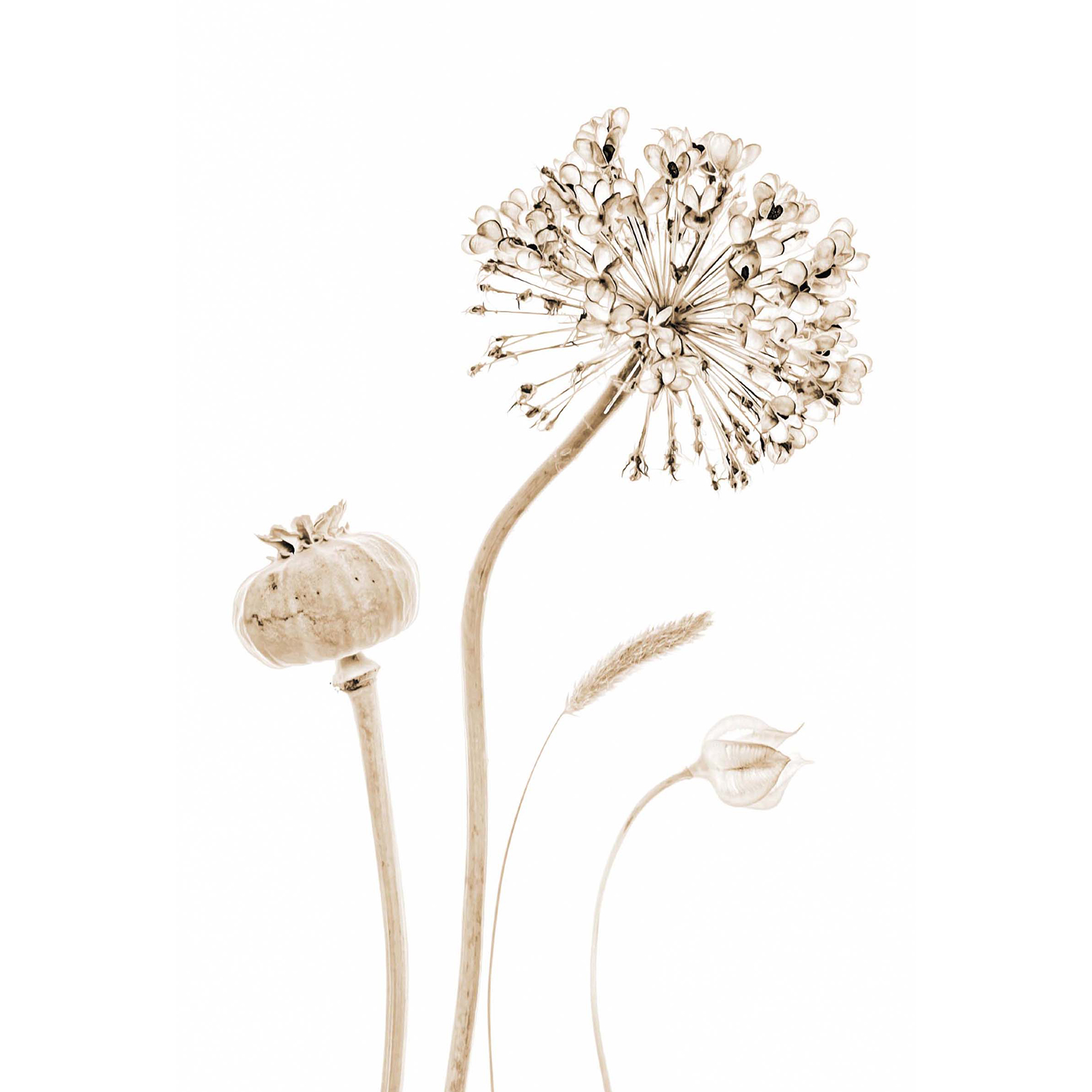 Gerahmtes Bild FLOWER STILLS - 20x30 cm