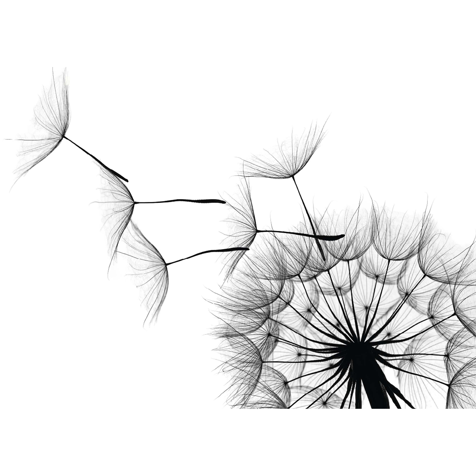 Gerahmtes Bild PUSTEBLUME - 70x50 cm
