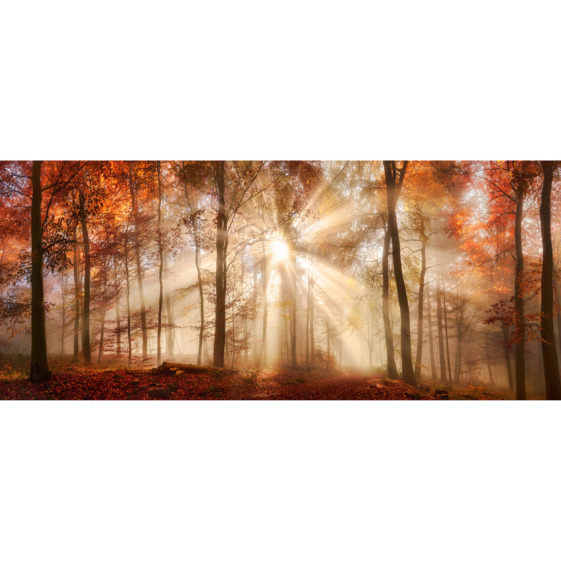 Keilrahmenbild HERBSTWALD - 140x60 cm
