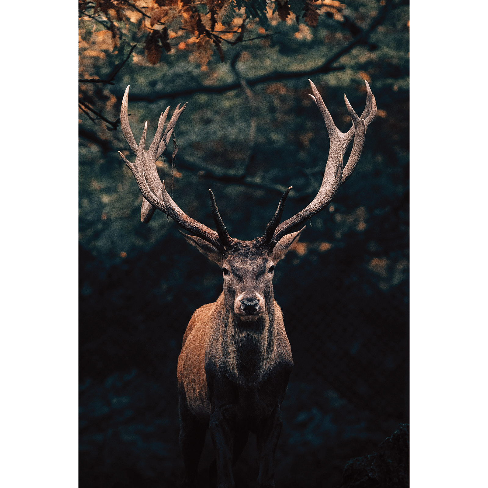Keilrahmenbild HIRSCH - 78x118 cm