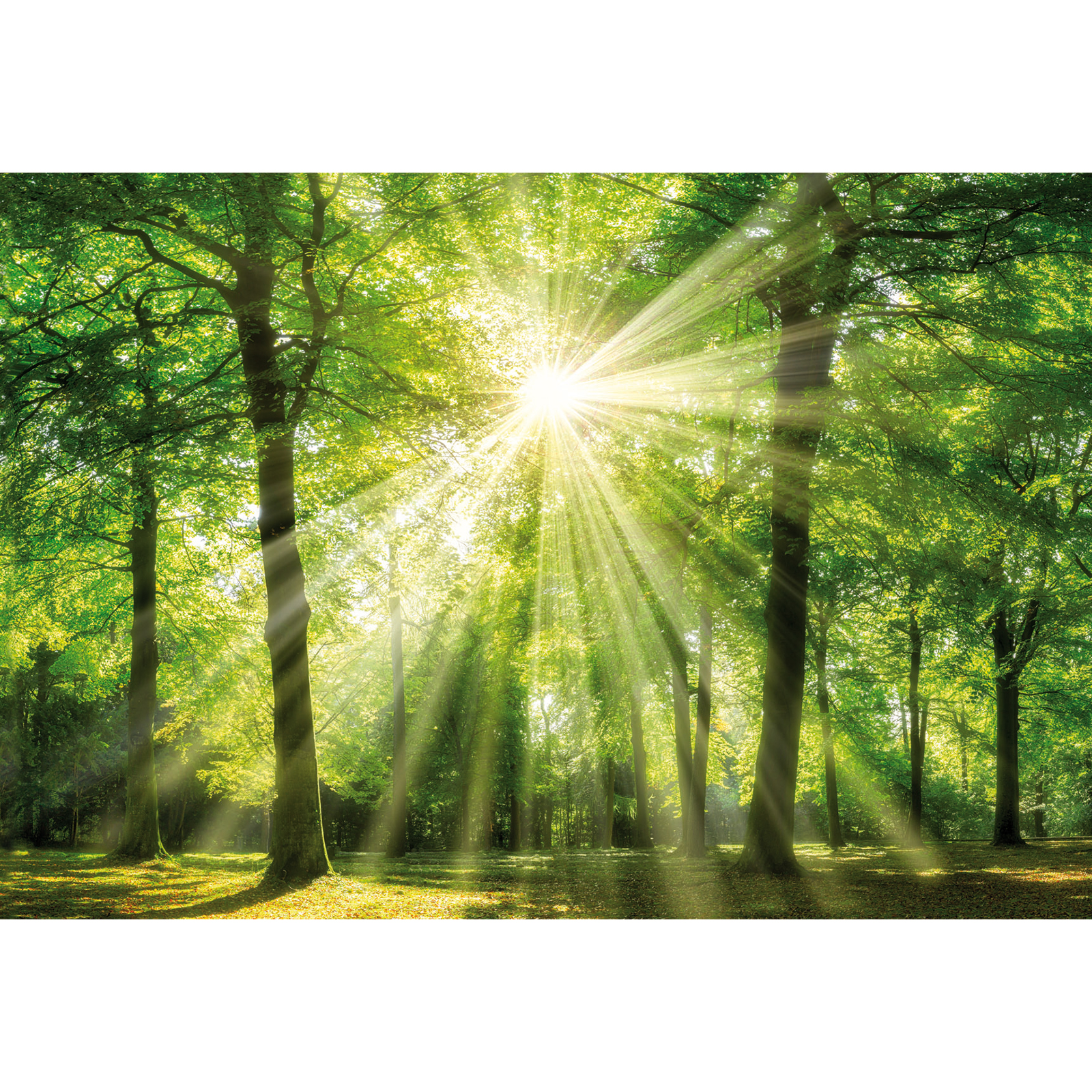 Keilrahmenbild WALD - 118x78 cm