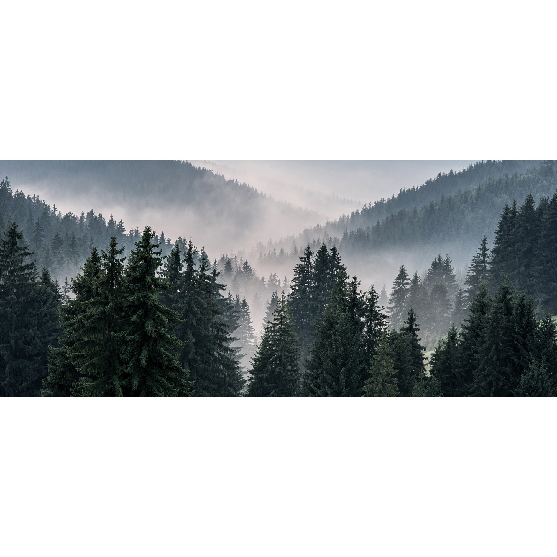 Keilrahmenbild WALD - 140x60 cm