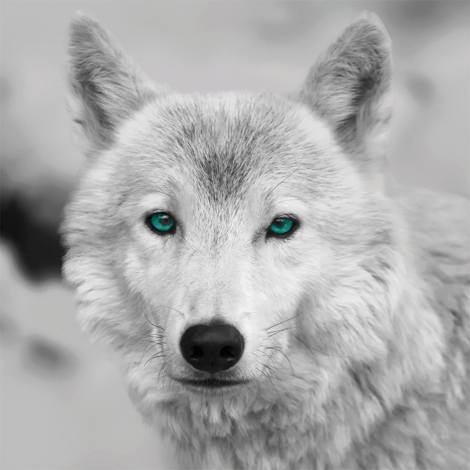 Keilrahmenbild WOLF - schwarz-weiß-türkis - 35x35 cm