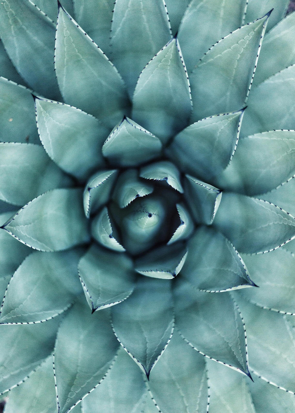 Leinwandbild AGAVE - grün - 50x70 cm