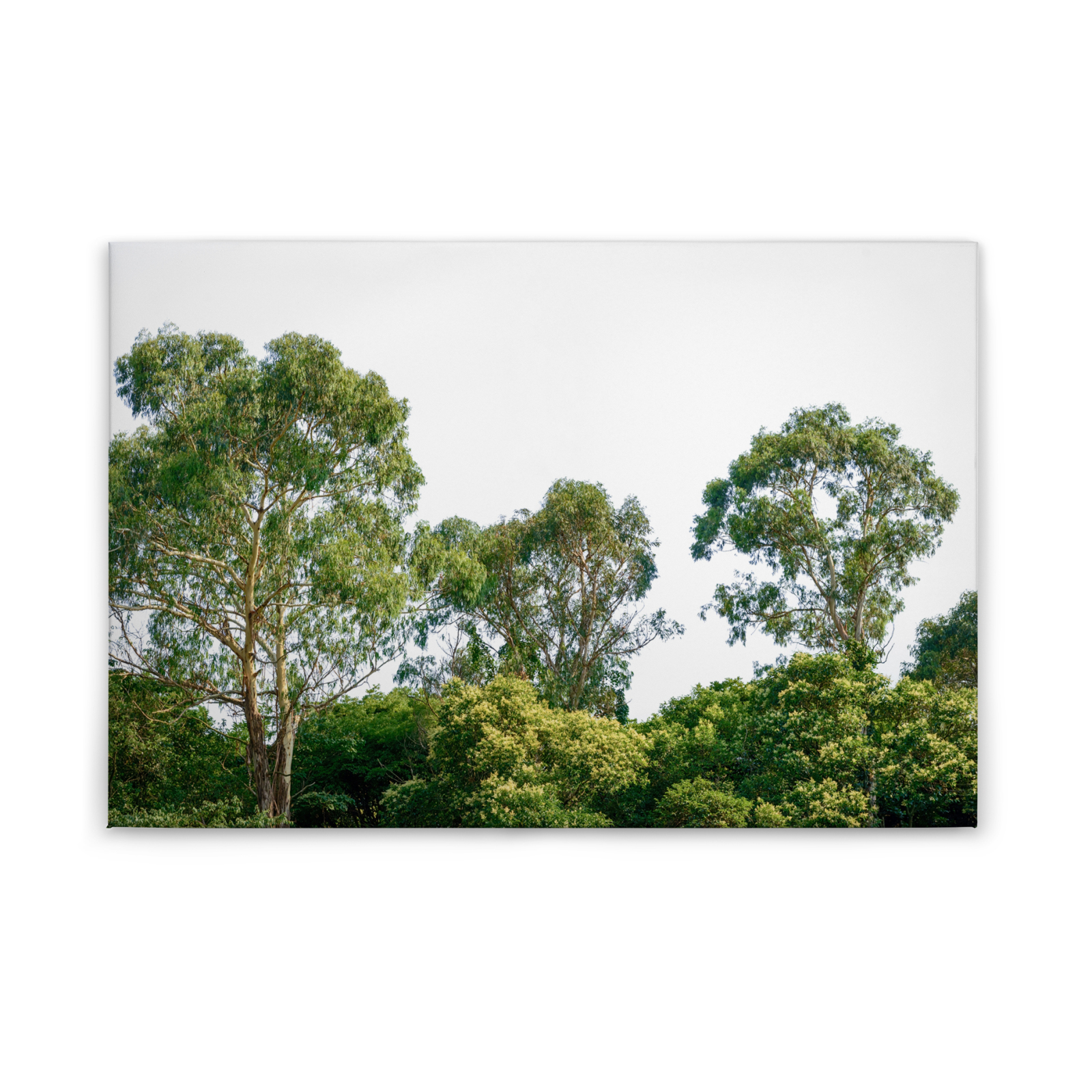 Leinwandbild BÄUME - grün - 90x60 cm