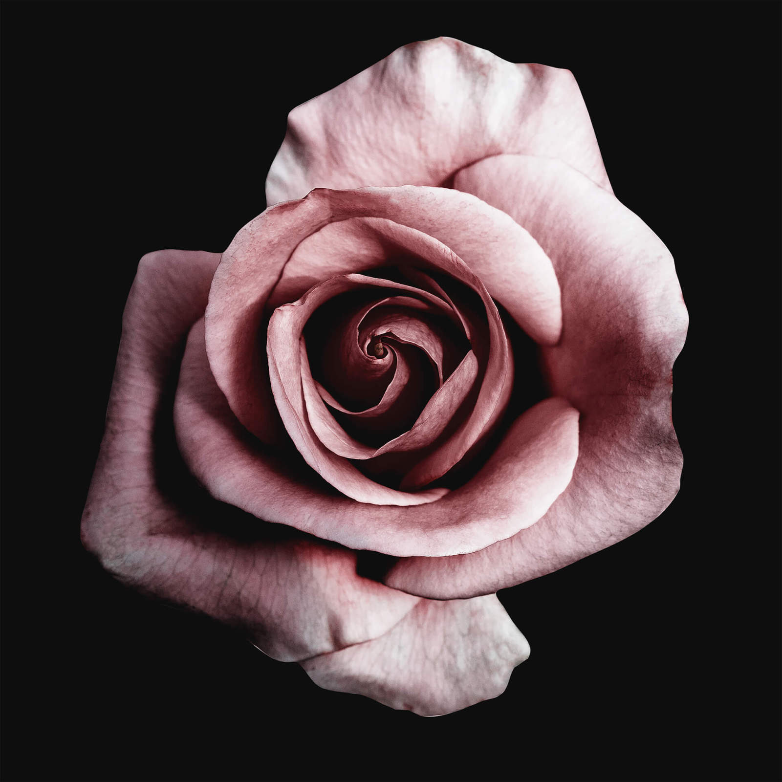 Leinwandbild EINZELNE ROSE - rosa - 50x50 cm