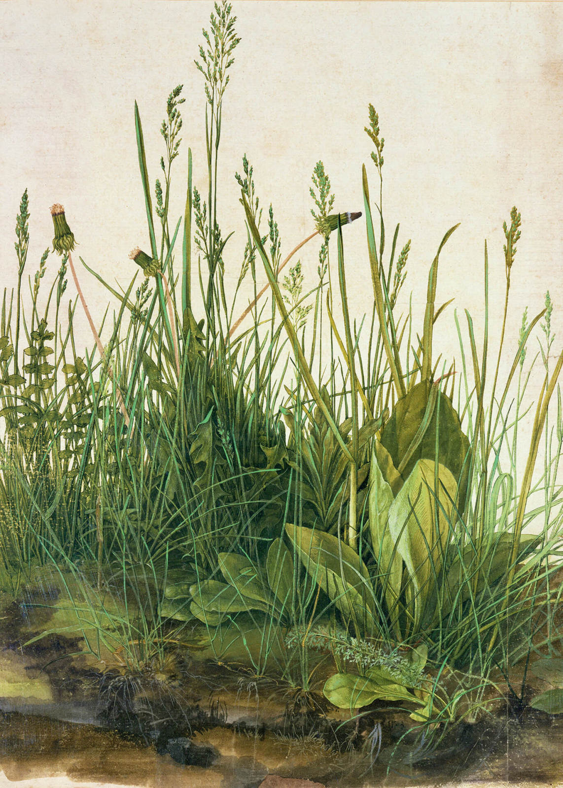 Leinwandbild FARN - grün - 50x70 cm