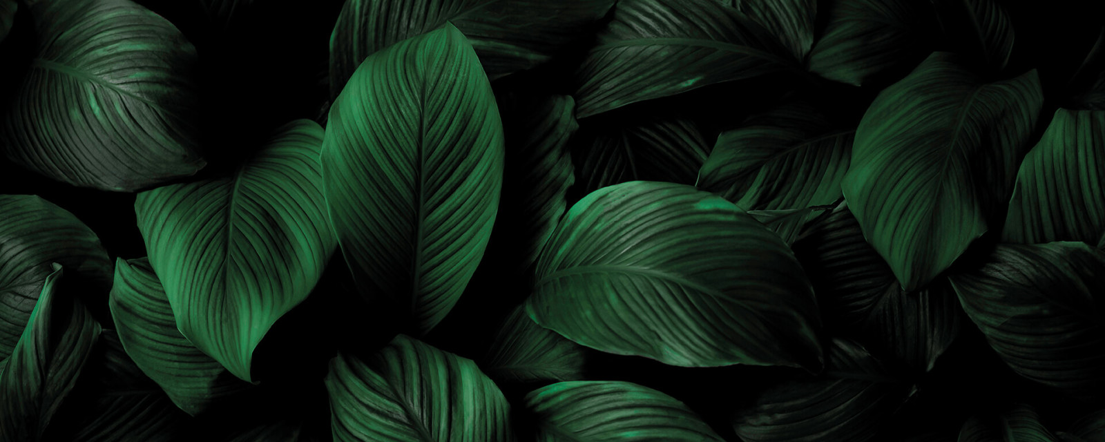 Leinwandbild GRÜNE BLÄTTER - grün - 100x40 cm
