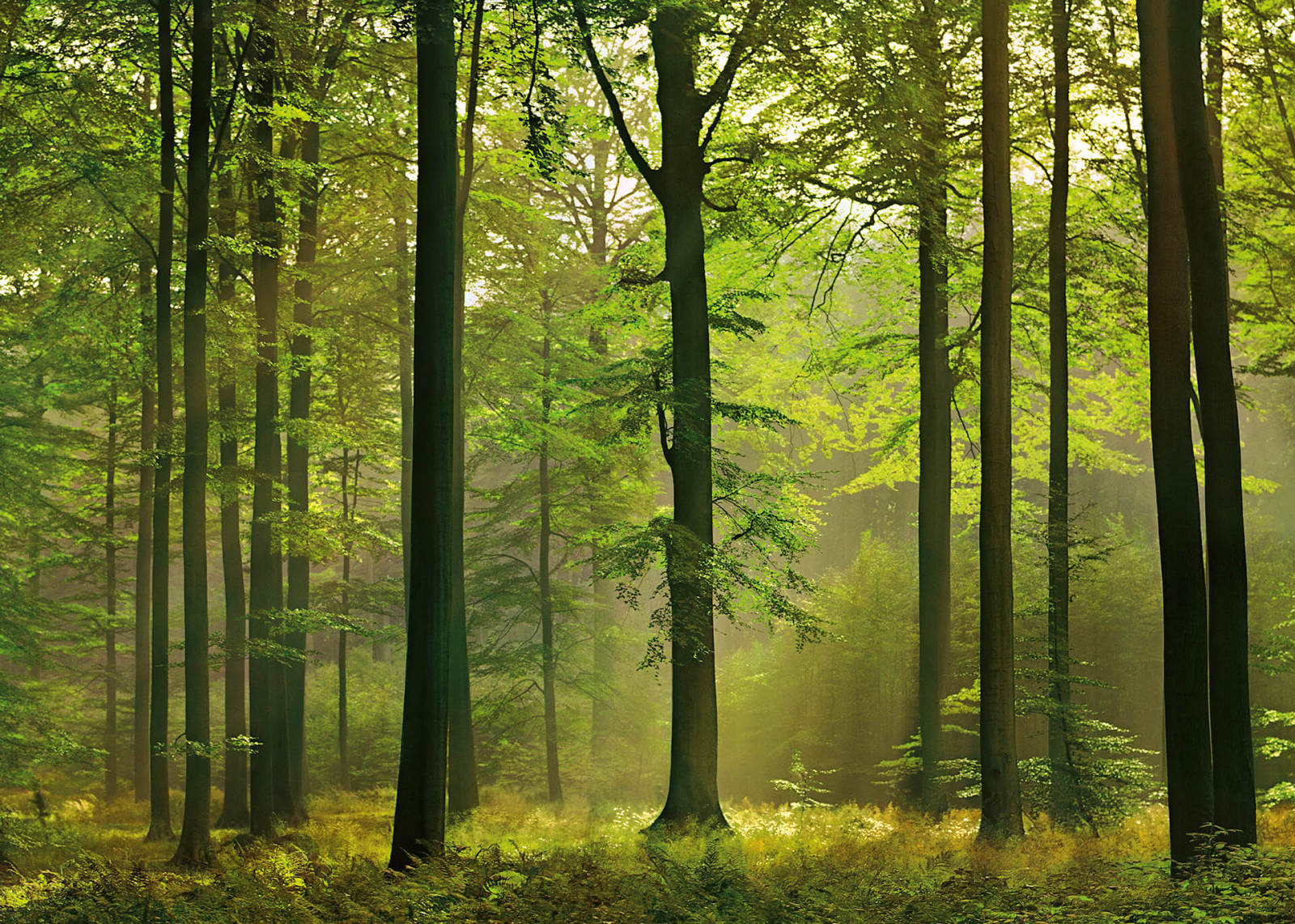Leinwandbild HERBSTWALD - grün-braun - 70x50 cm