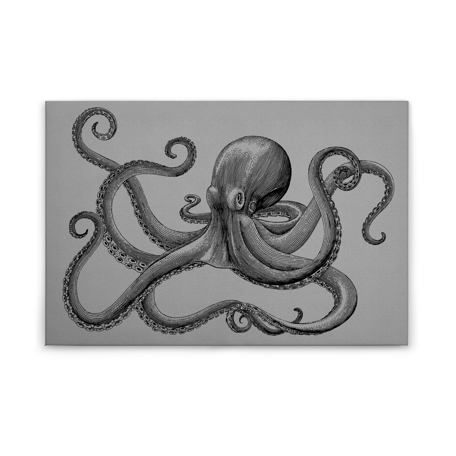 Leinwandbild KRAKE - grau-schwarz - 90x60 cm