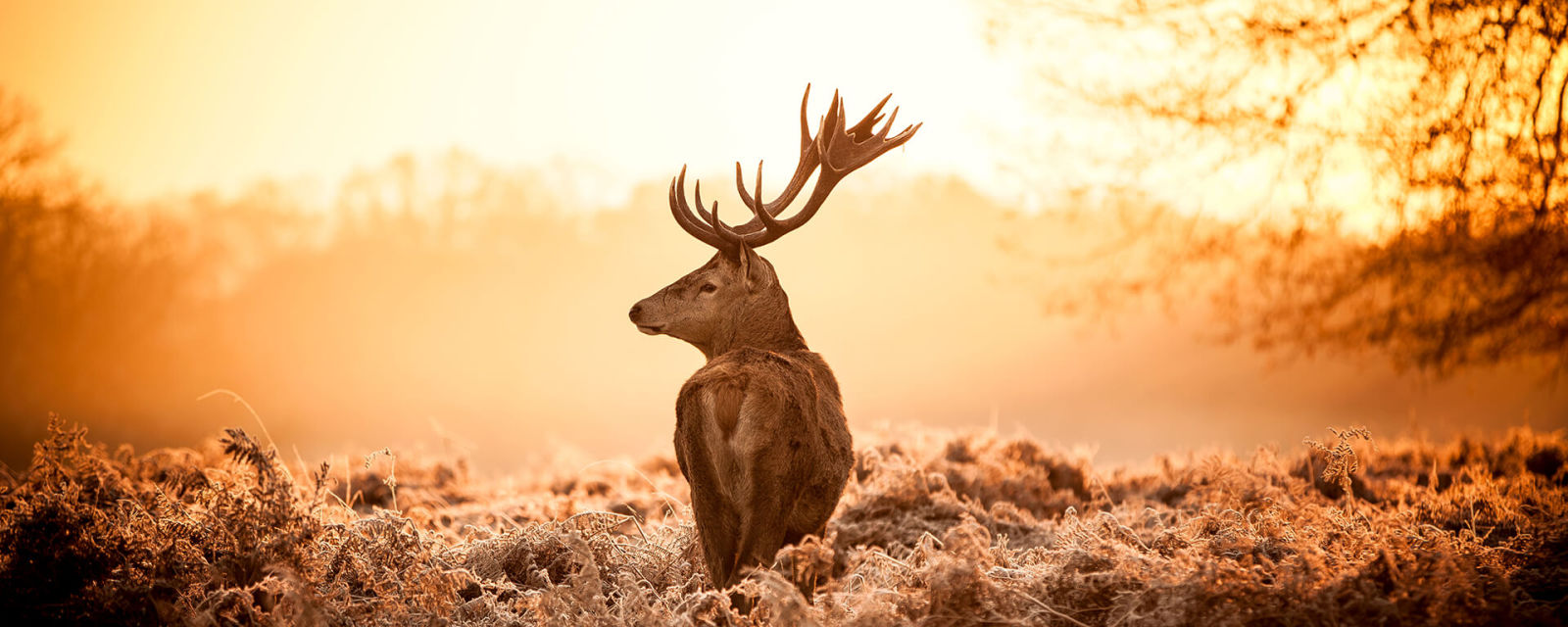 Leinwandbild MAJESTÄTISCHER HIRSCH - braun-orange - 100x40 cm
