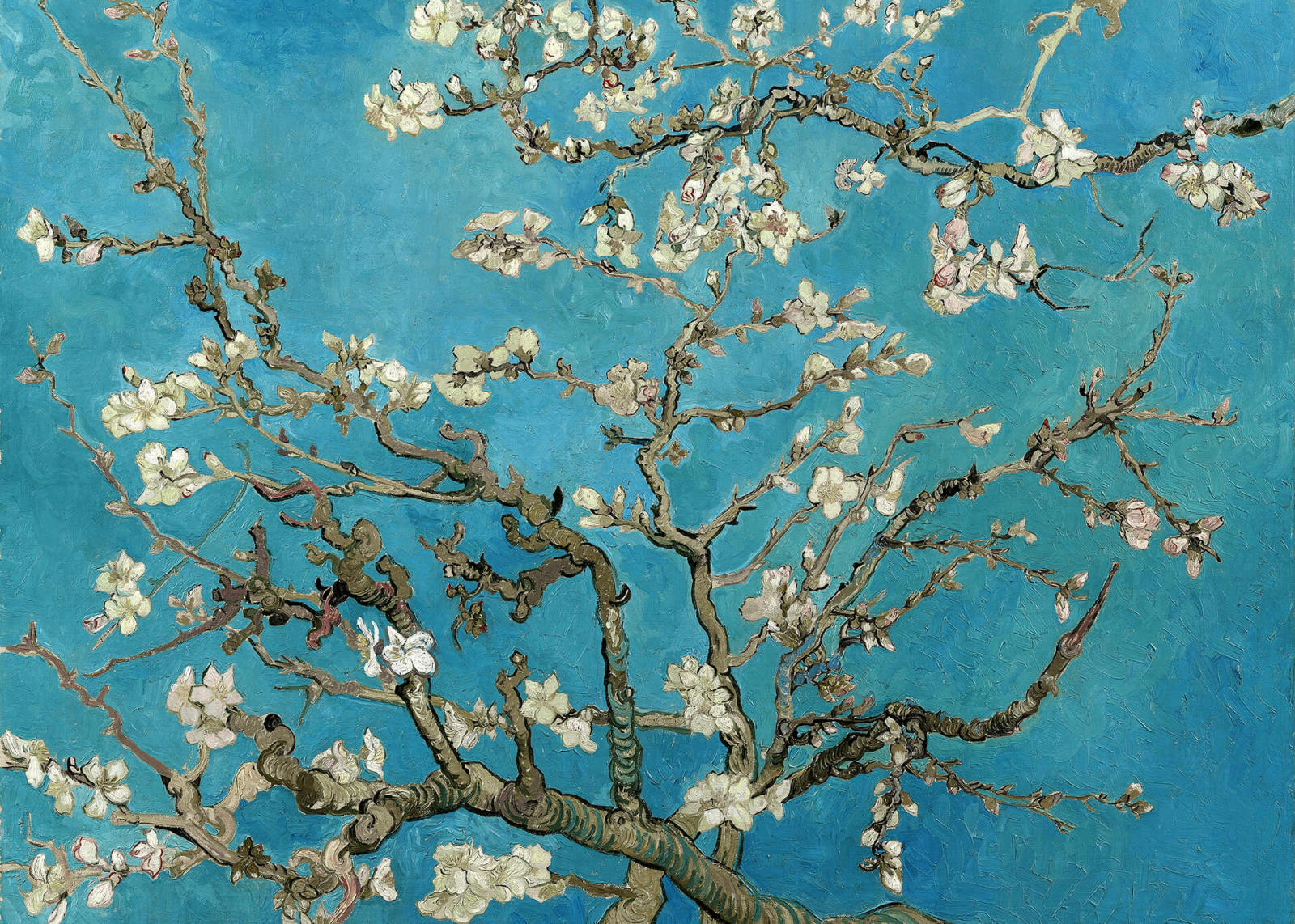 Leinwandbild MANDELBLÜTEN - blau - 70x50 cm