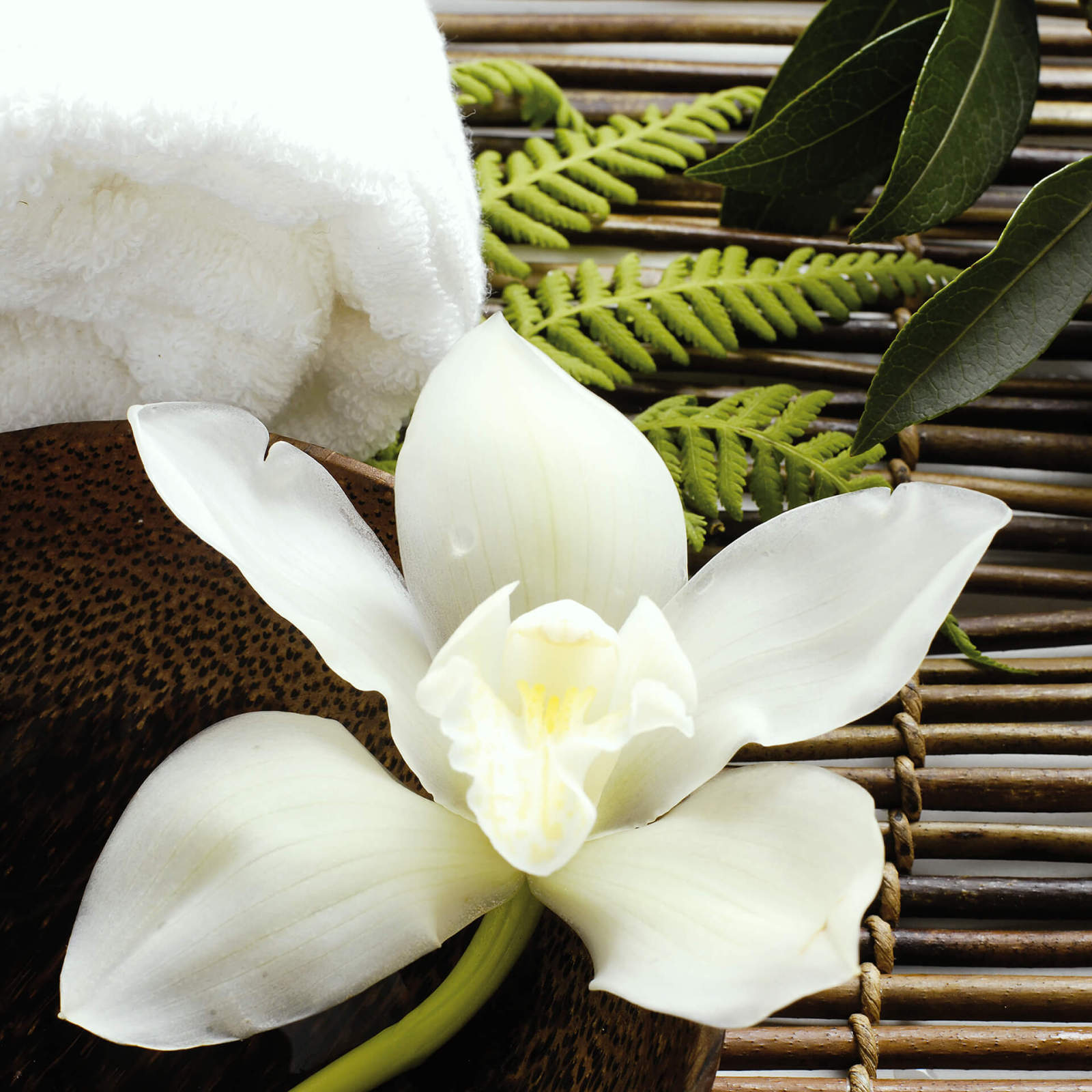 Leinwandbild ORCHIDEE - weiß - 50x50 cm