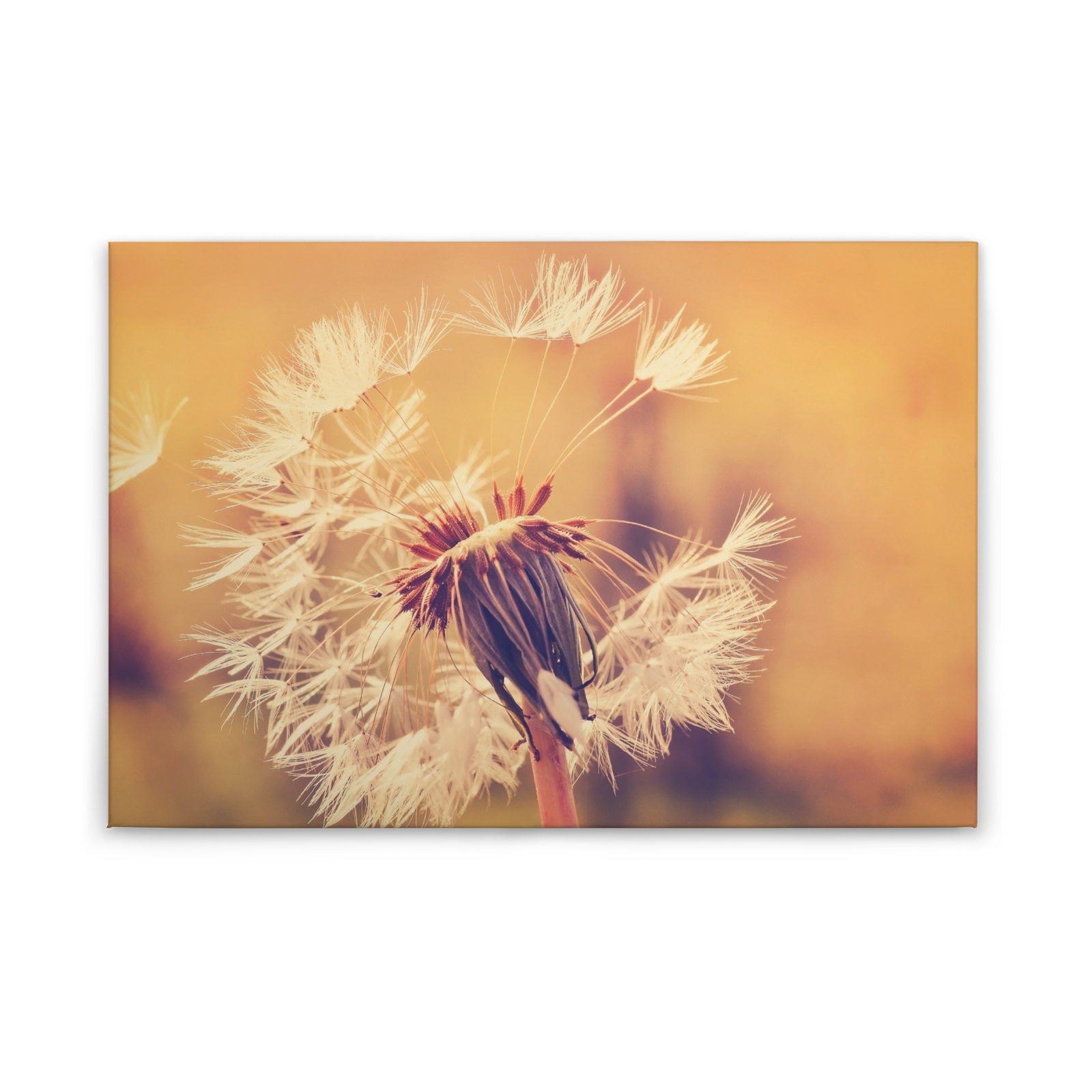 Leinwandbild PUSTEBLUME - orange - 90x60 cm