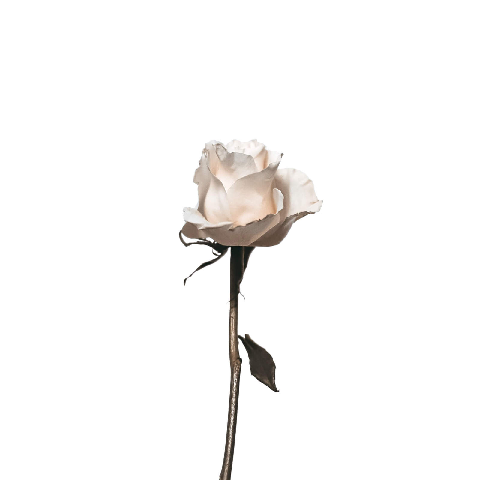 Leinwandbild WEISSE ROSE - weiß - 50x50 cm