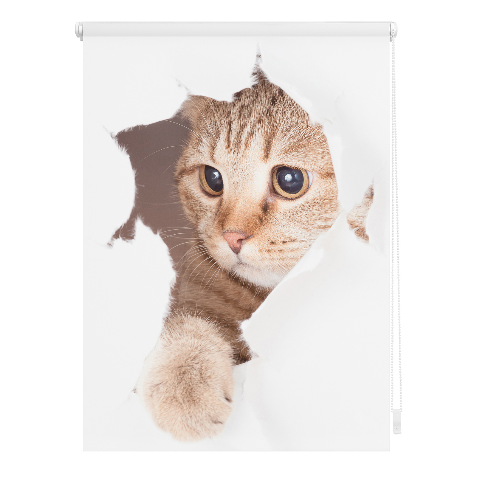 LICHTBLICK Verdunklungsrollo Katze - weiß-braun - 80x150 cm