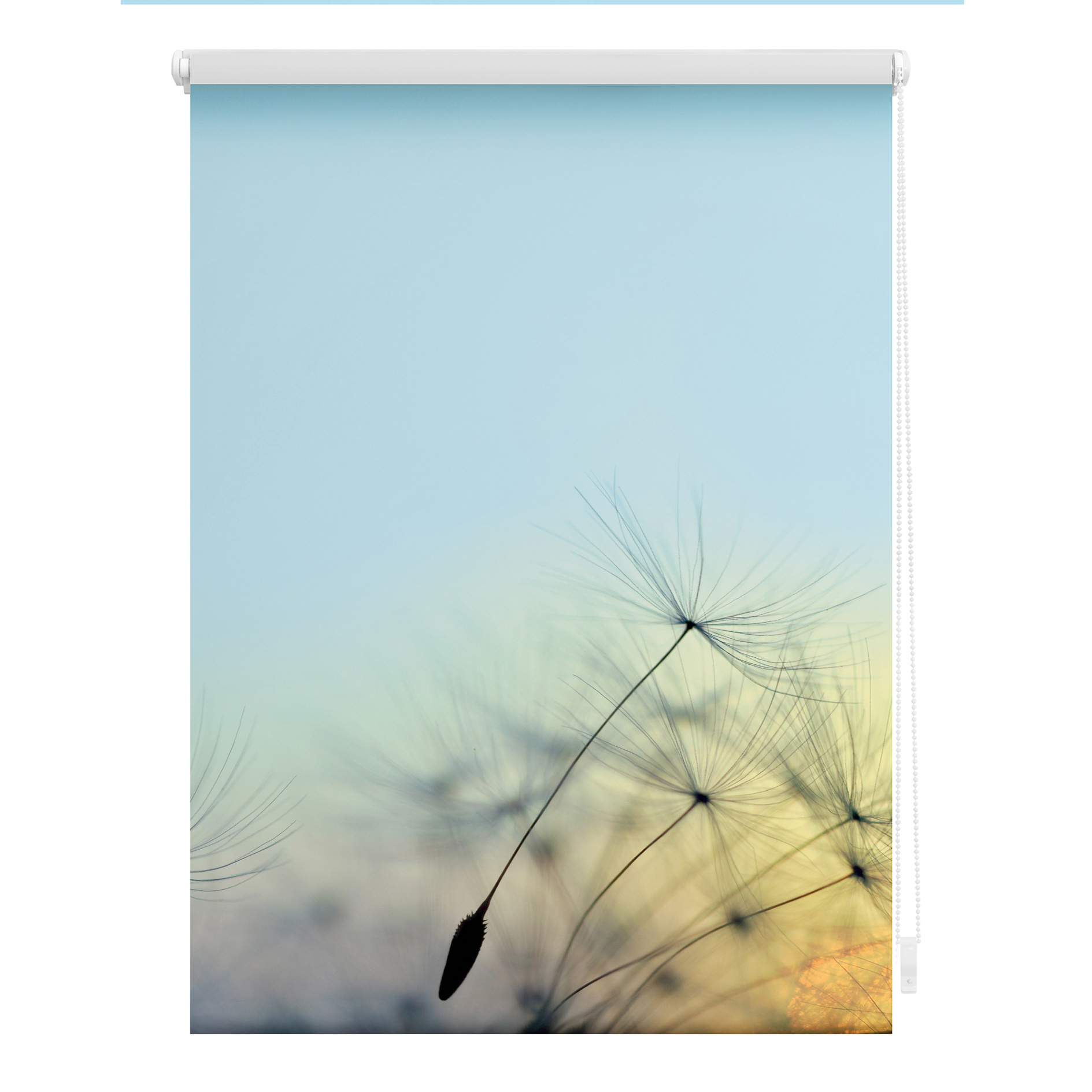 LICHTBLICK Verdunklungsrollo PUSTEBLUME - blau - 100x150 cm