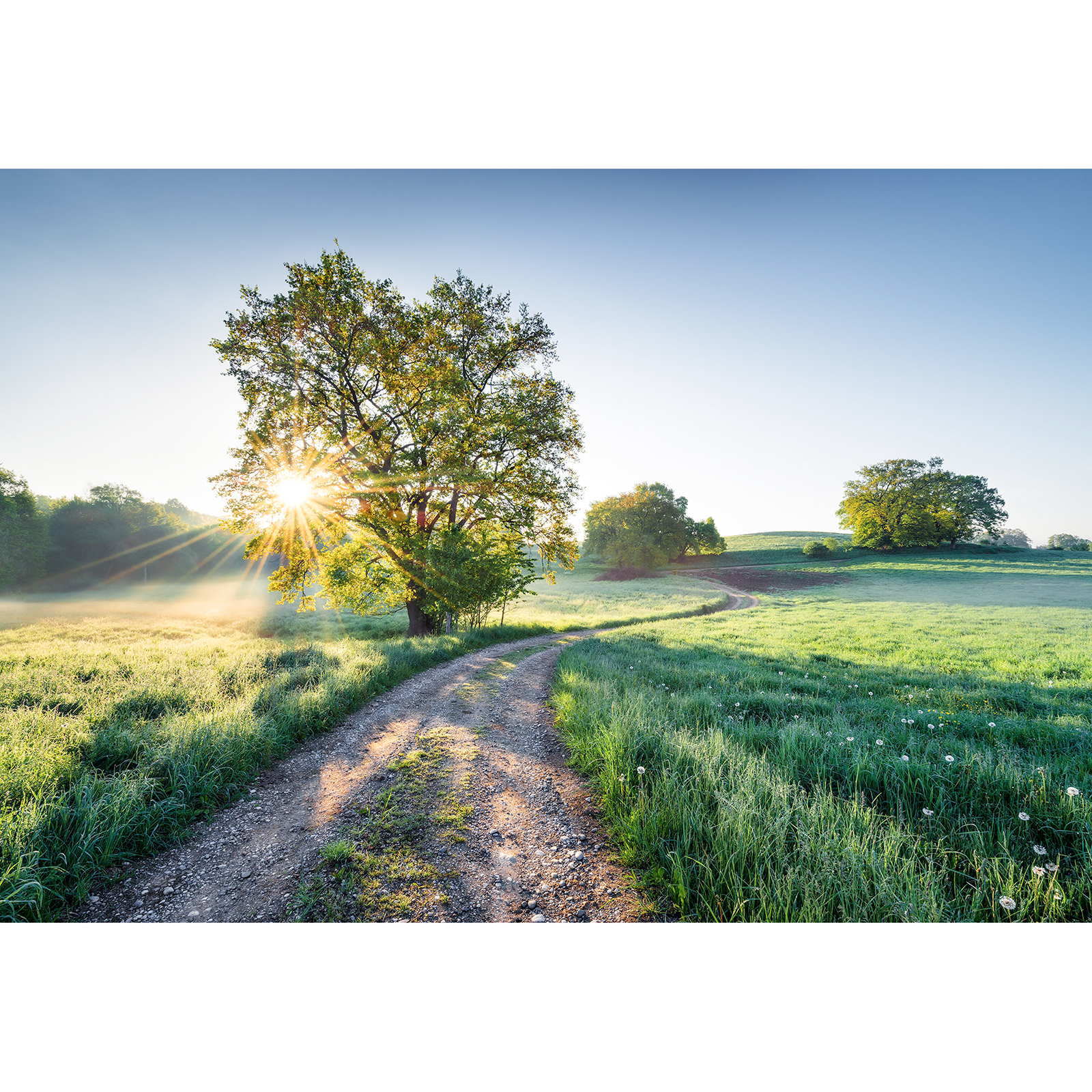 Papier-Fototapete MEADOW TRAIL - bunt - 368x254 cm
