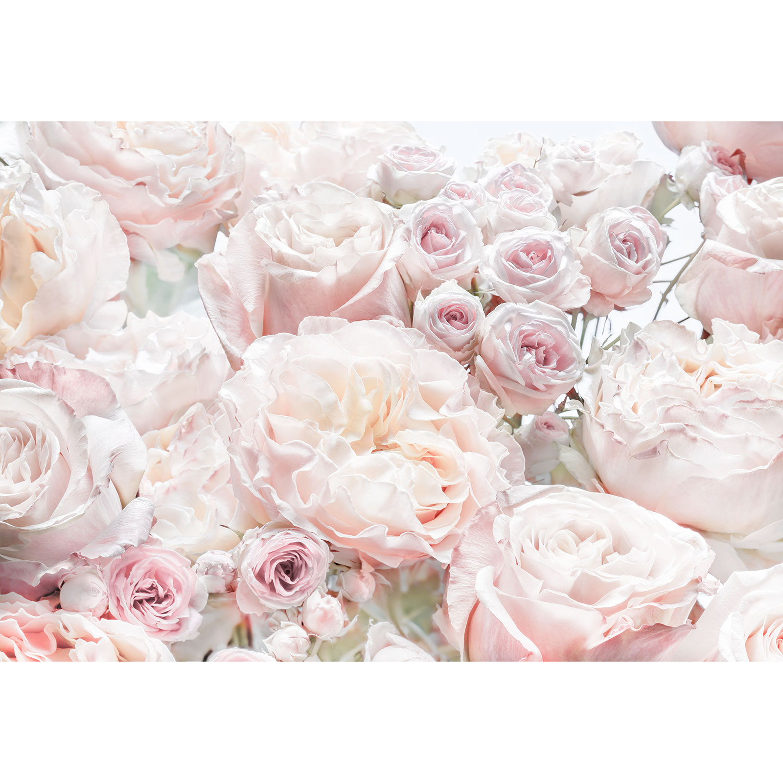 Papier-Fototapete SPRING ROSES - rosa-weiß - 3,68 Meter
