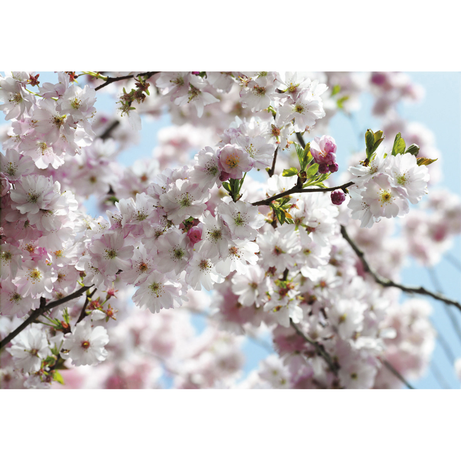 Papier-Fototapete SPRING - weiß-blau-rosa - 368x254 cm