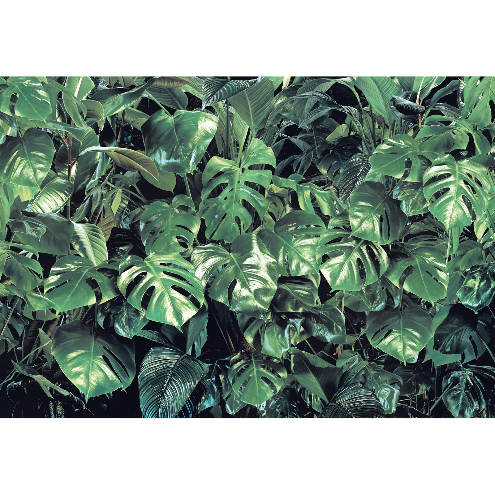 Papier-Fototapete VERDURE - grün - 368x254 cm