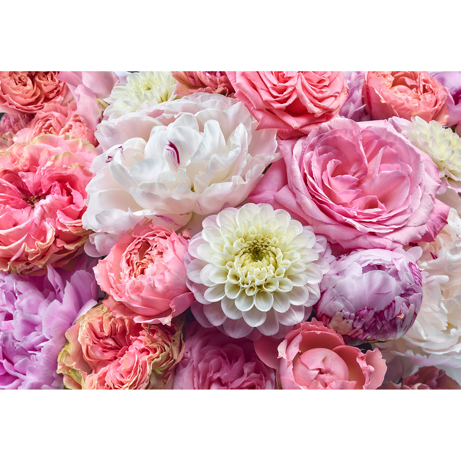 Papier-Fototapete VIBRANT SPRING - rosa-pink-weiß - 368x254 cm