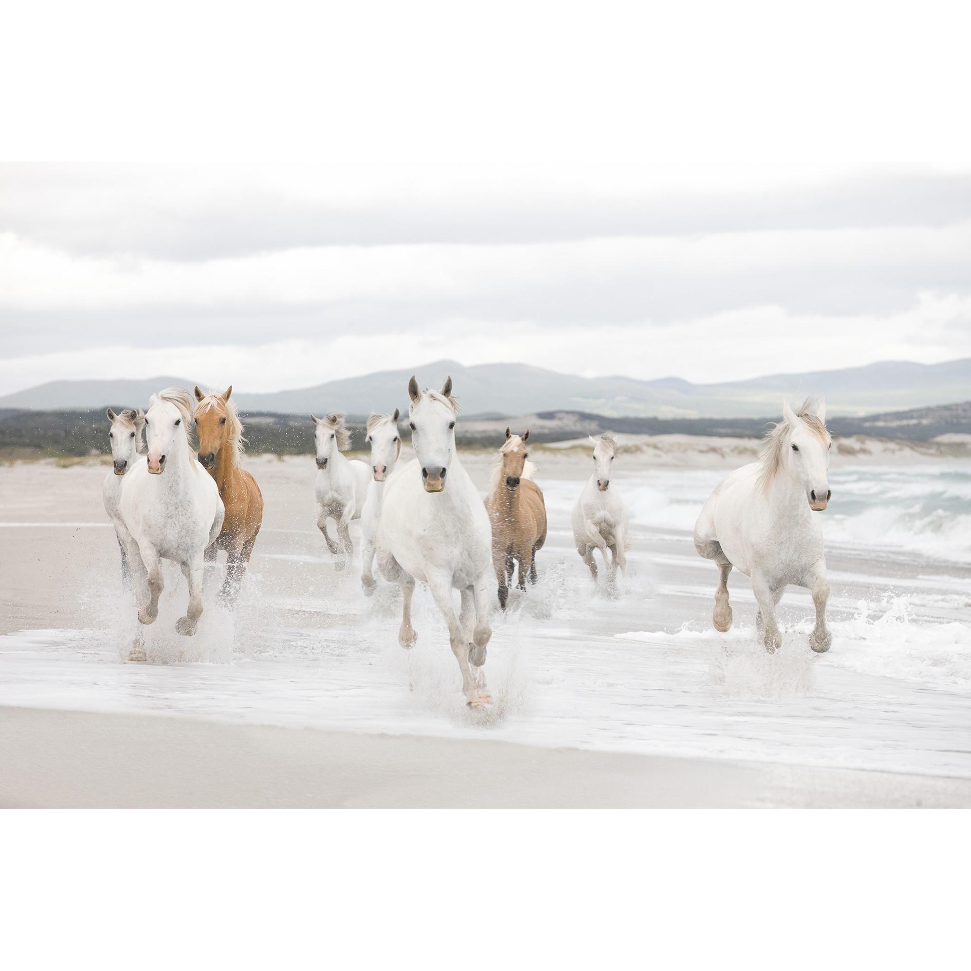 Papier-Fototapete WHITE HORSES - weiß-beige - 368x254 cm