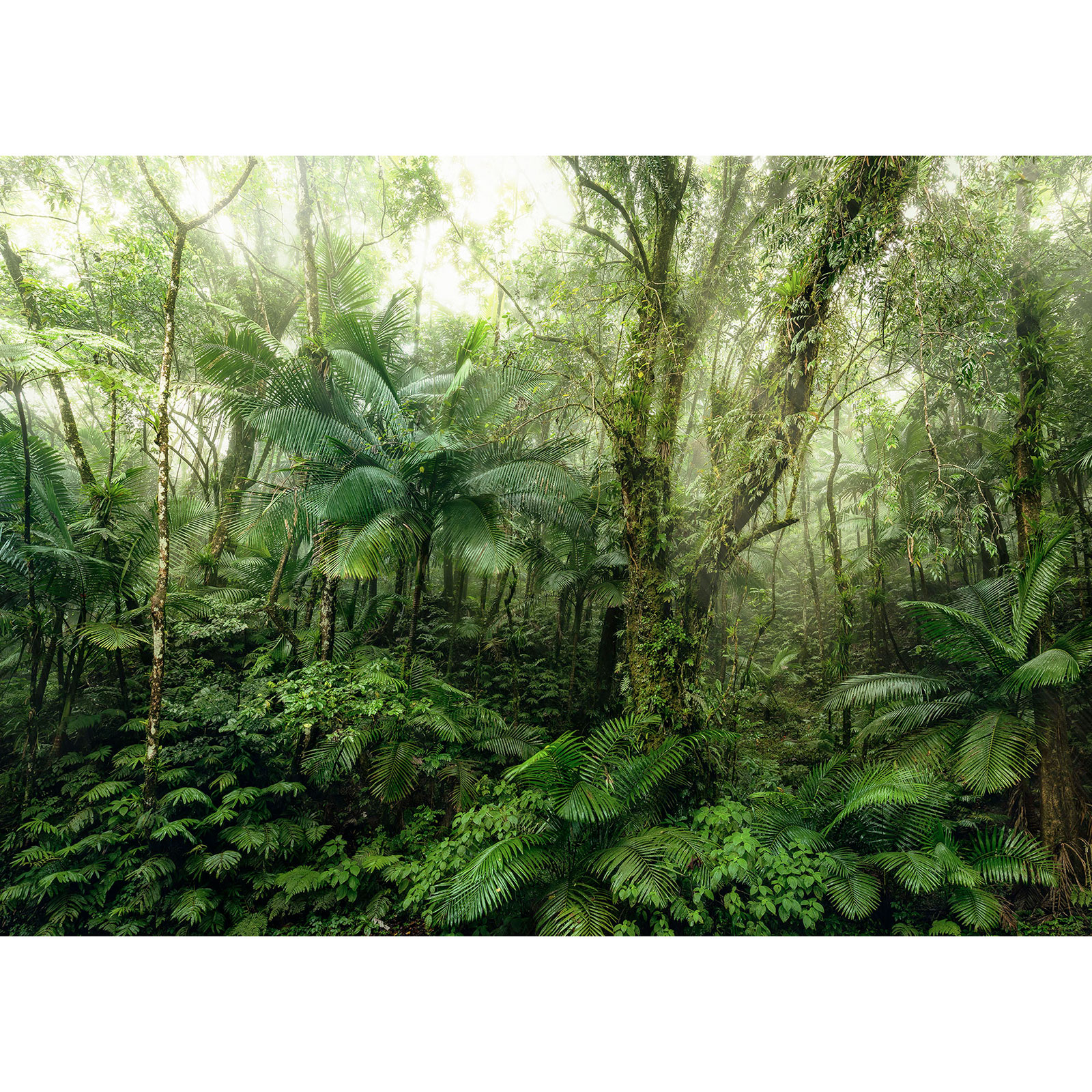Vlies-Fototapete MINDFULNESS - grün-gelb - 350x250 cm