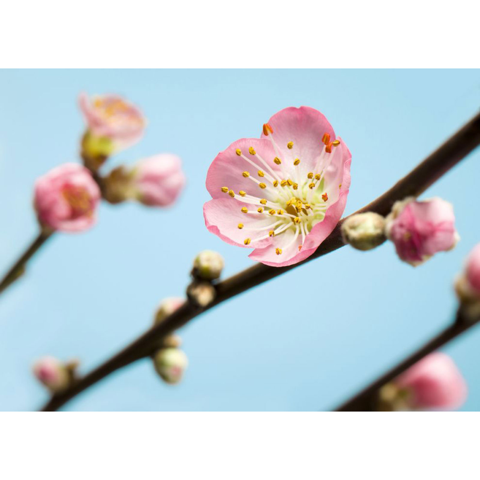 Vlies-Fototapete PEACH BLOSSOM - 350x250 cm