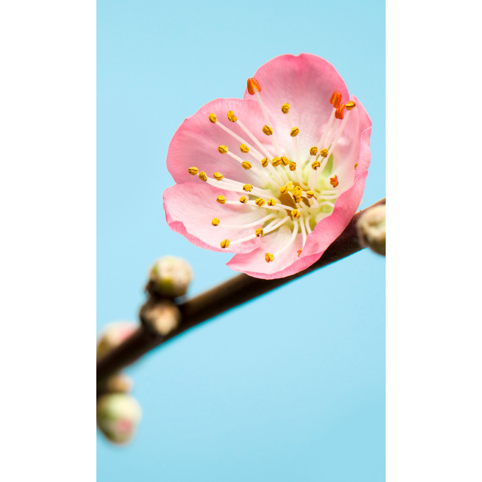 Vlies-Fototapete PEACH BLOSSOM - blau-rosa-gelb - 150x250 cm