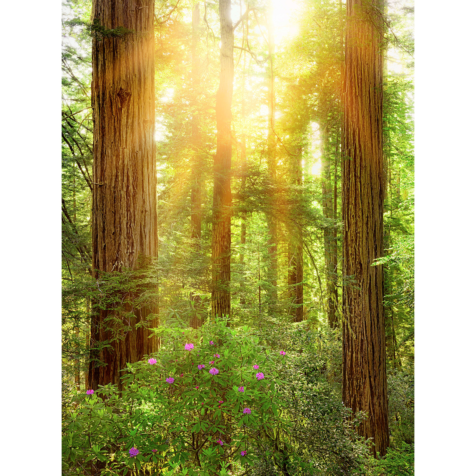 Vlies-Fototapete REDWOOD - grün-blau-gelb - 200x260 cm