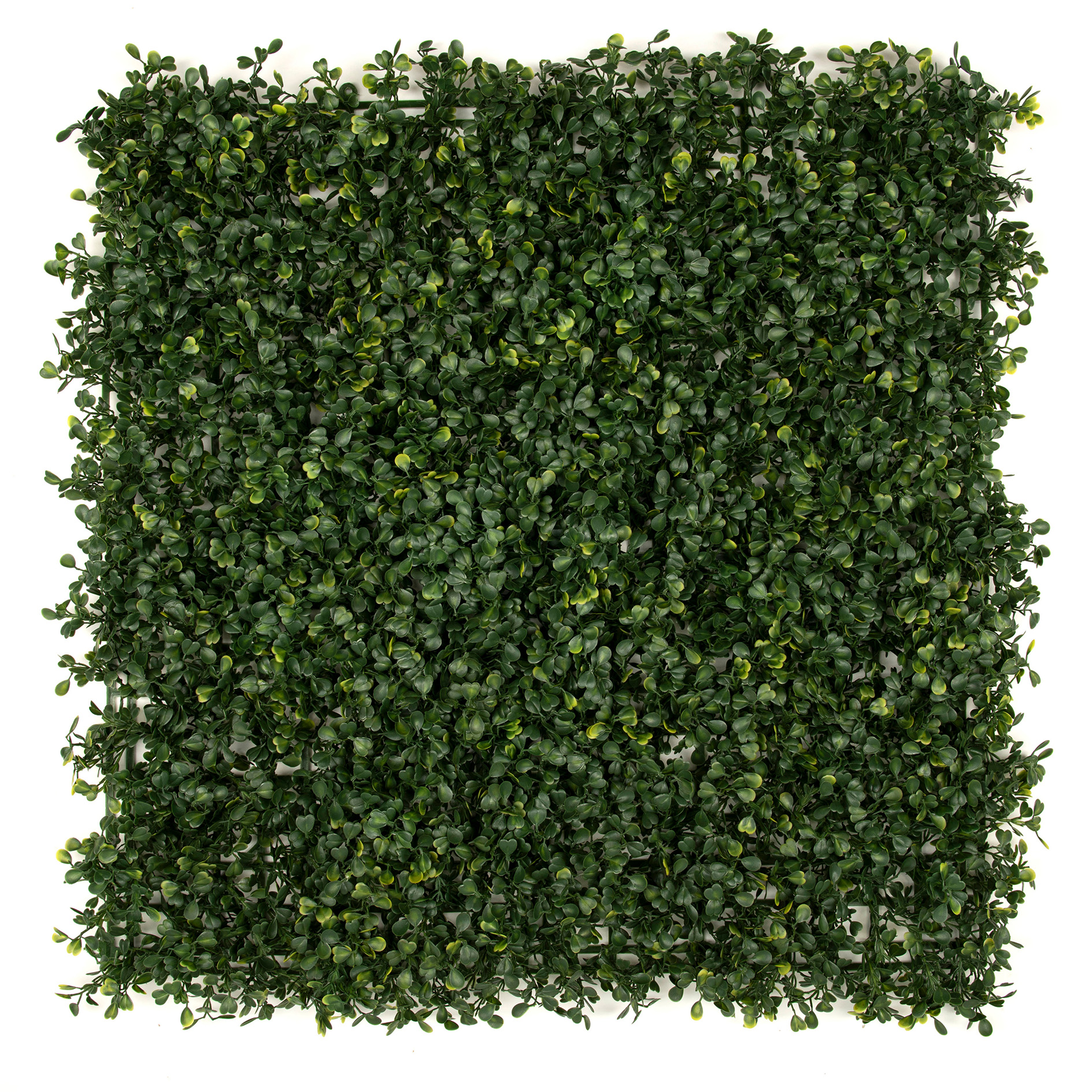 Wandbegrünung - grün - Buchsbaum - 50x50 cm