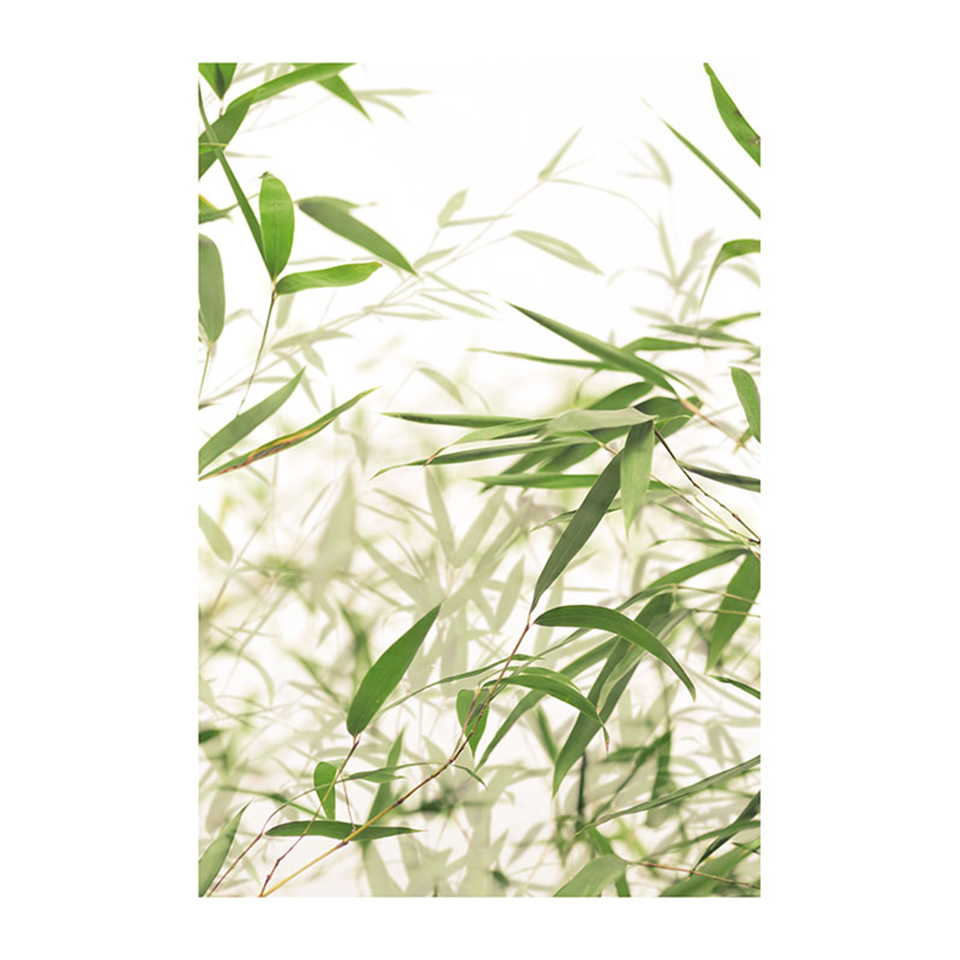 Wandbild BAMBOO LEAVES - 50x70 cm