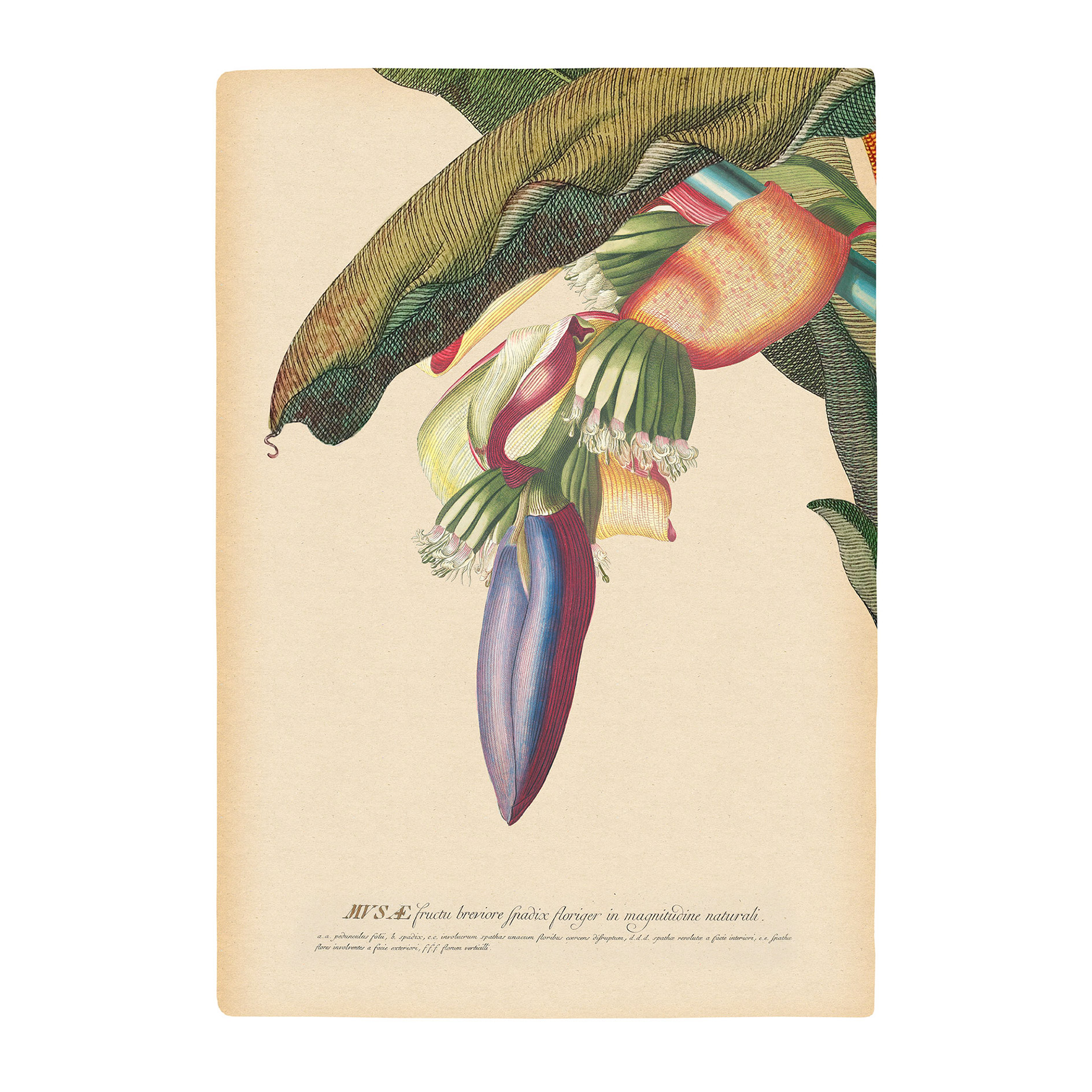 Wandbild BANANA HEART - bunt - 50x70 cm
