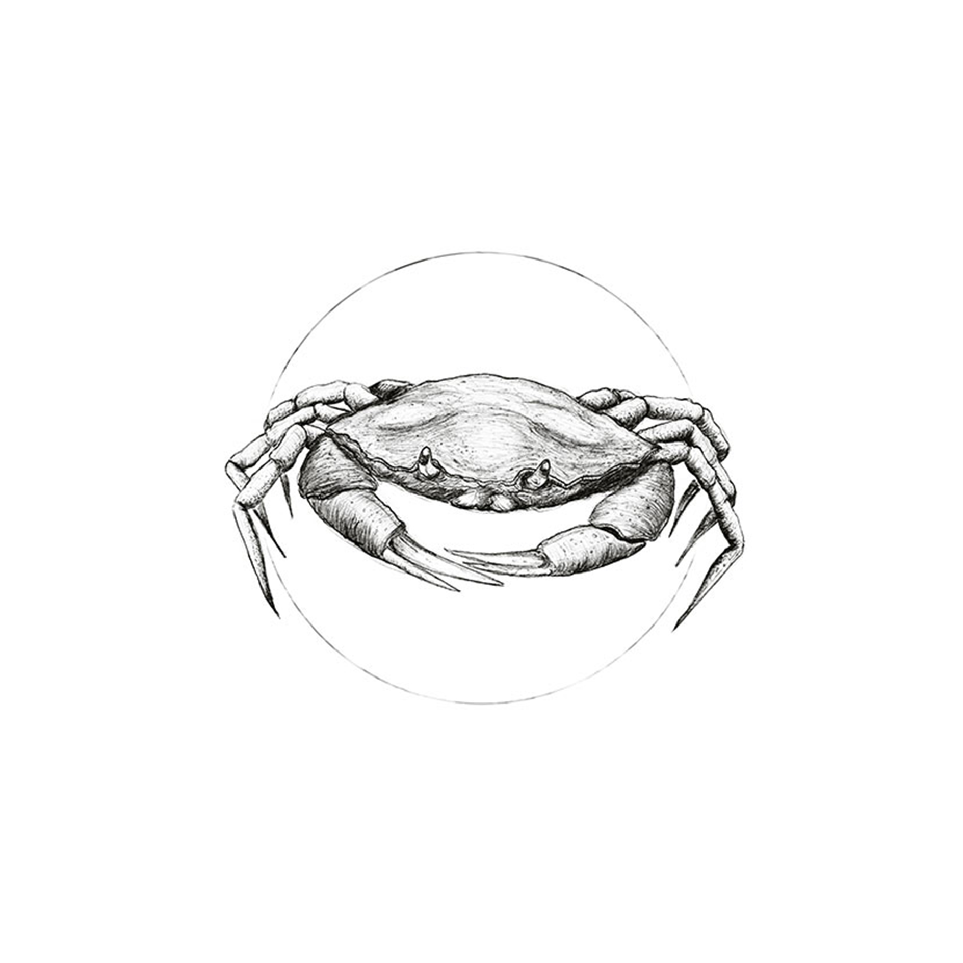 Wandbild CRAB WHITE - schwarz-weiß - 50x70 cm