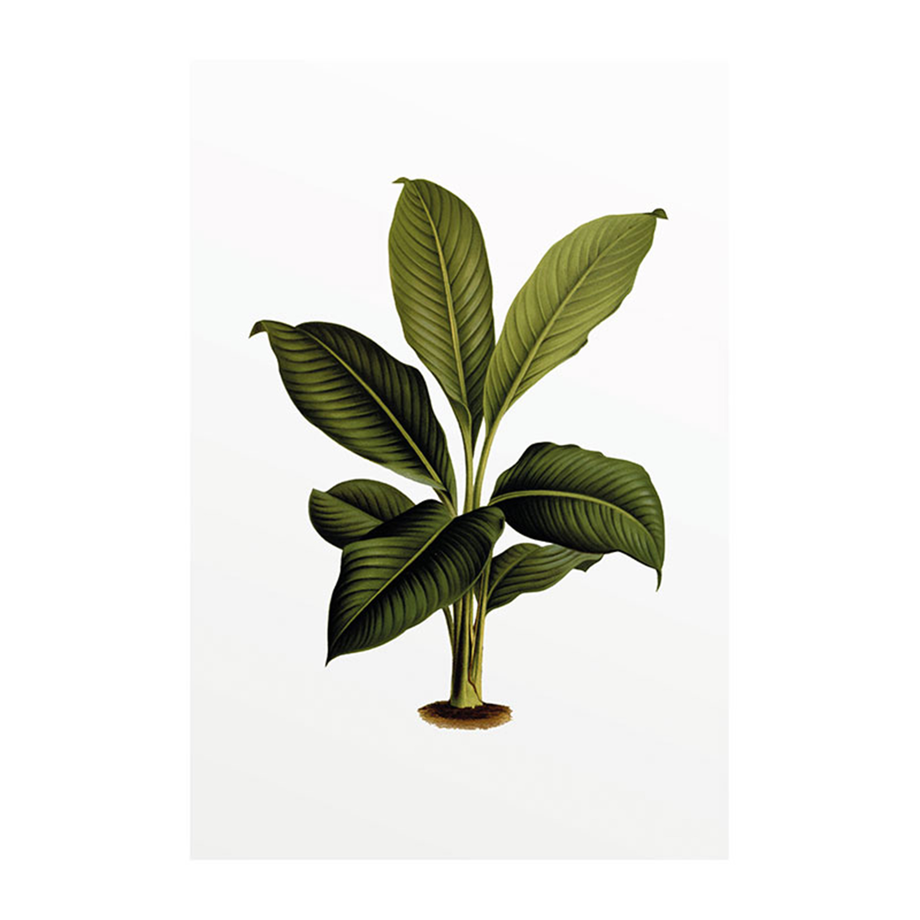 Wandbild ELASTICA LEAF - grün-weiß-schwarz-braun - 50x70 cm