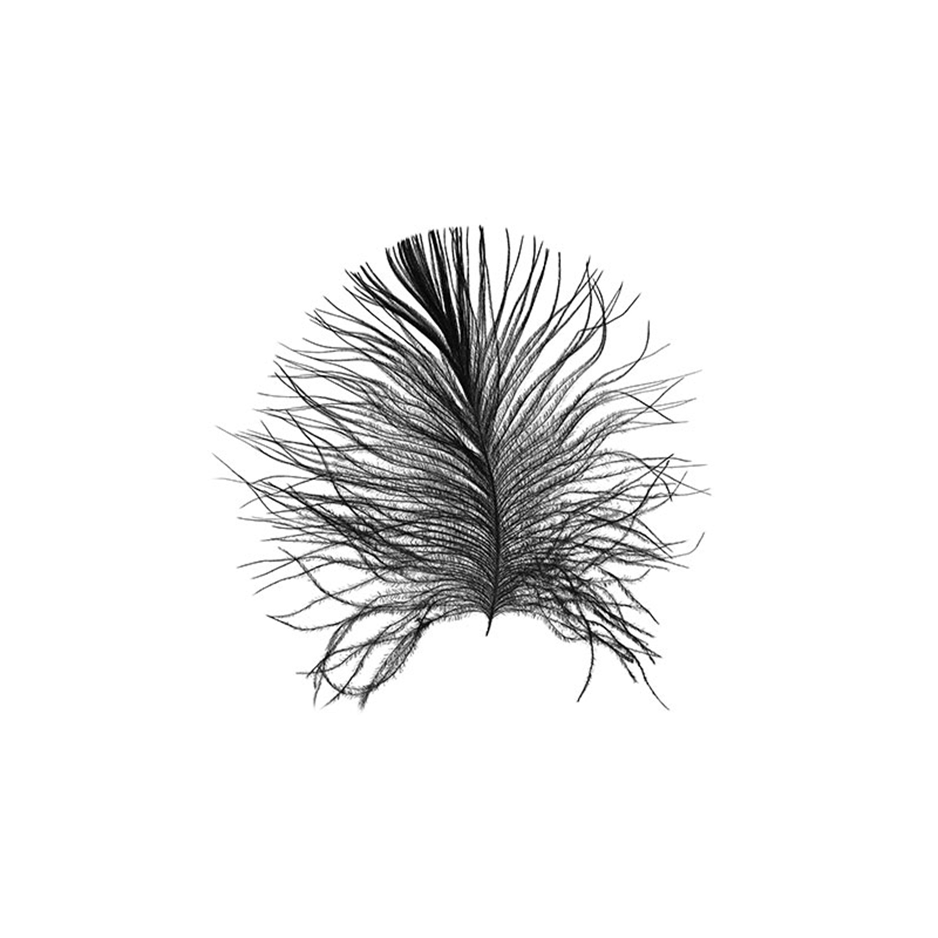 Wandbild FEATHER WHITE - schwarz-weiß - 50x70 cm