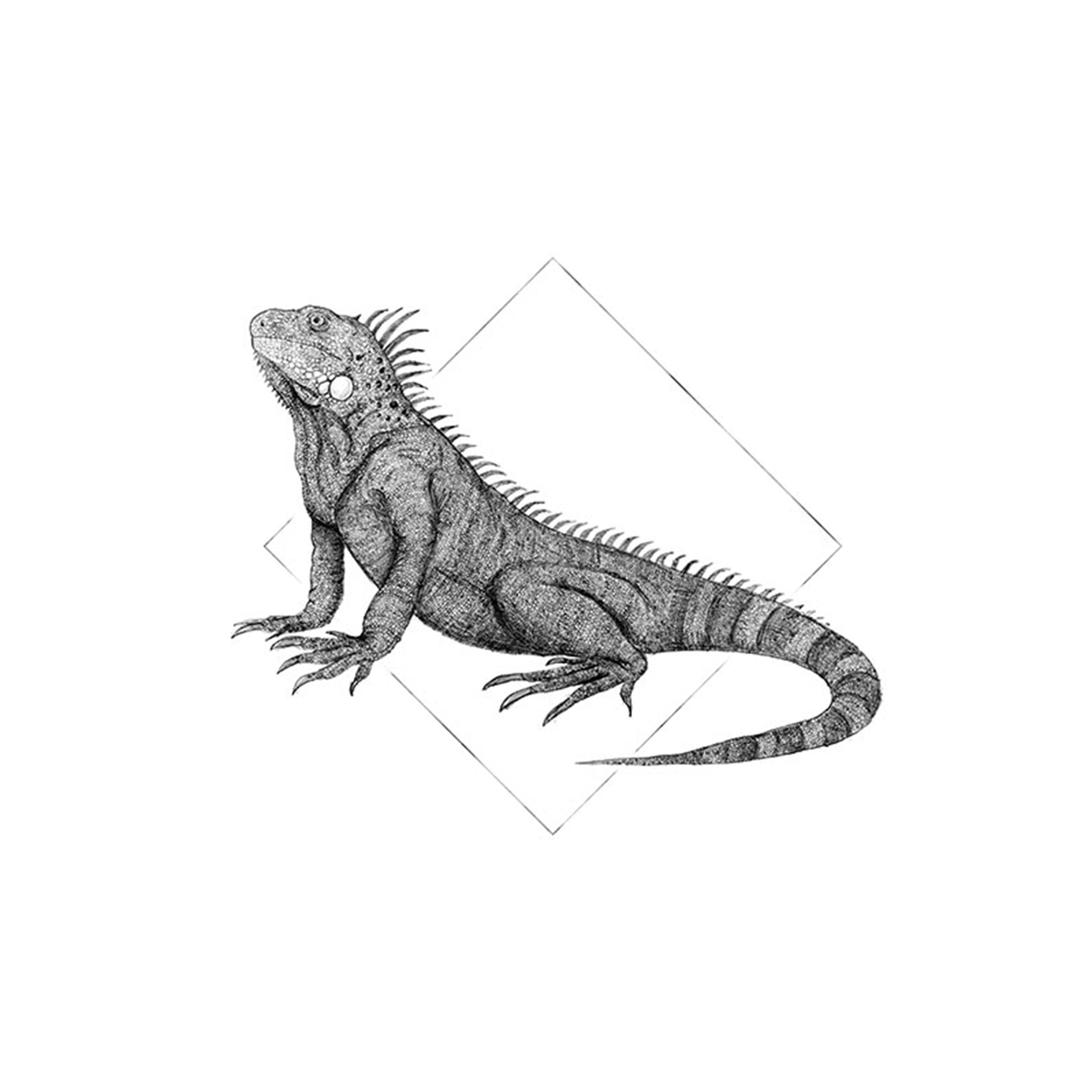 Wandbild IGUANA WHITE - schwarz-weiß - 50x70 cm
