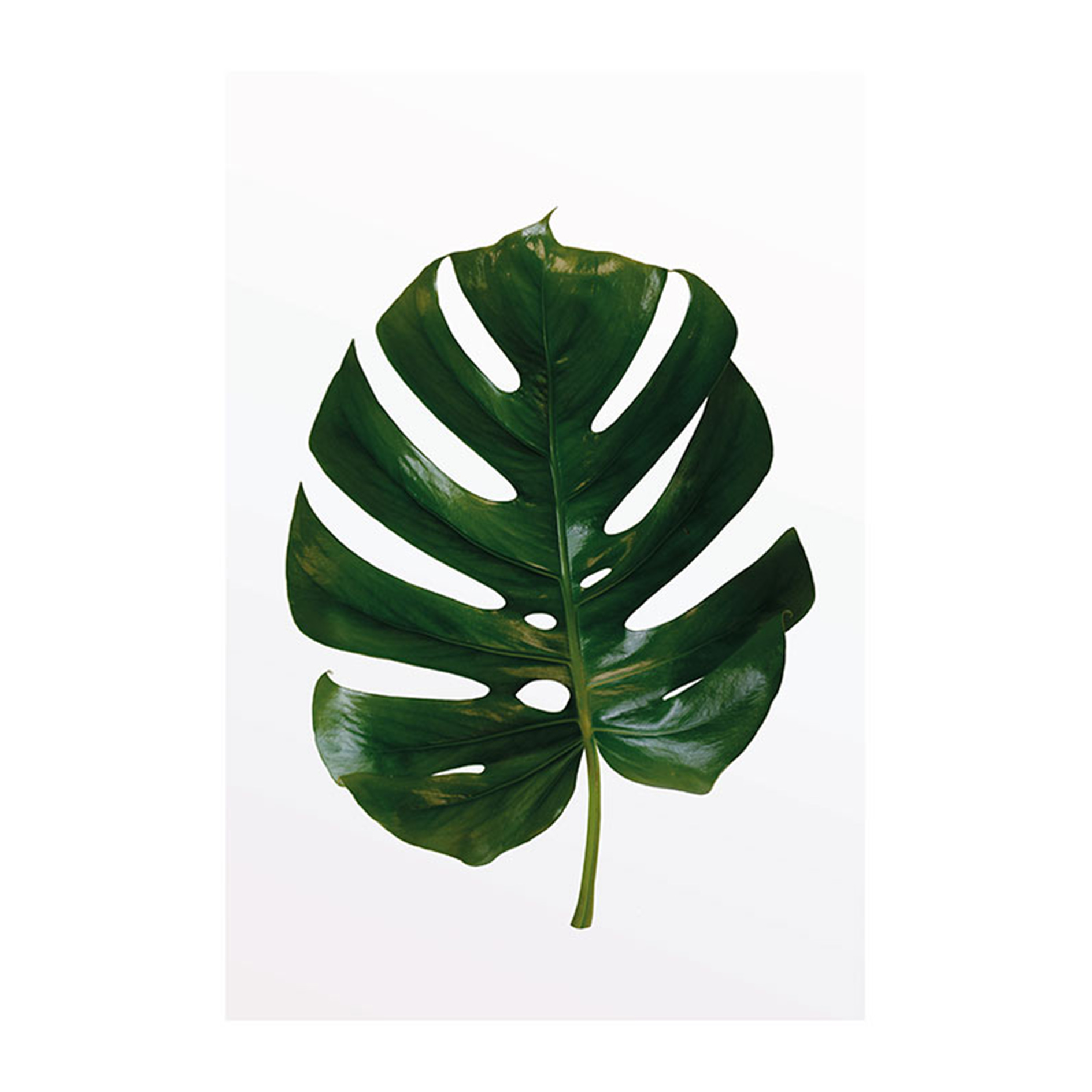 Wandbild MONSTERA LEAF - grün-weiß - 50x70 cm