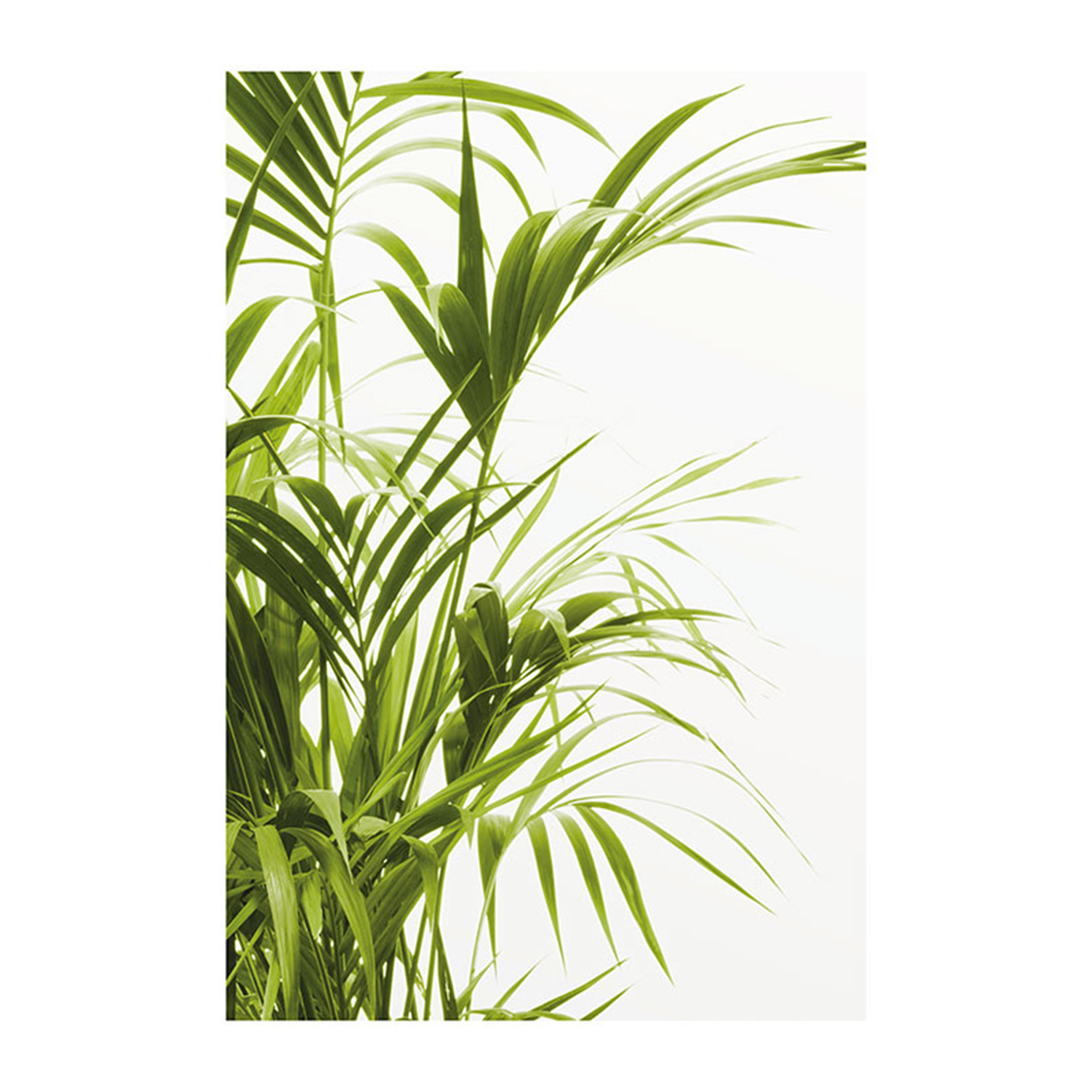 Wandbild REED LEAVES - grün-weiß - 50x70 cm